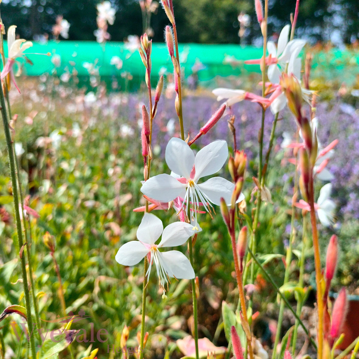 Gaura lindheimeri (Whirling butterflies) 'Whirling Butterflies'