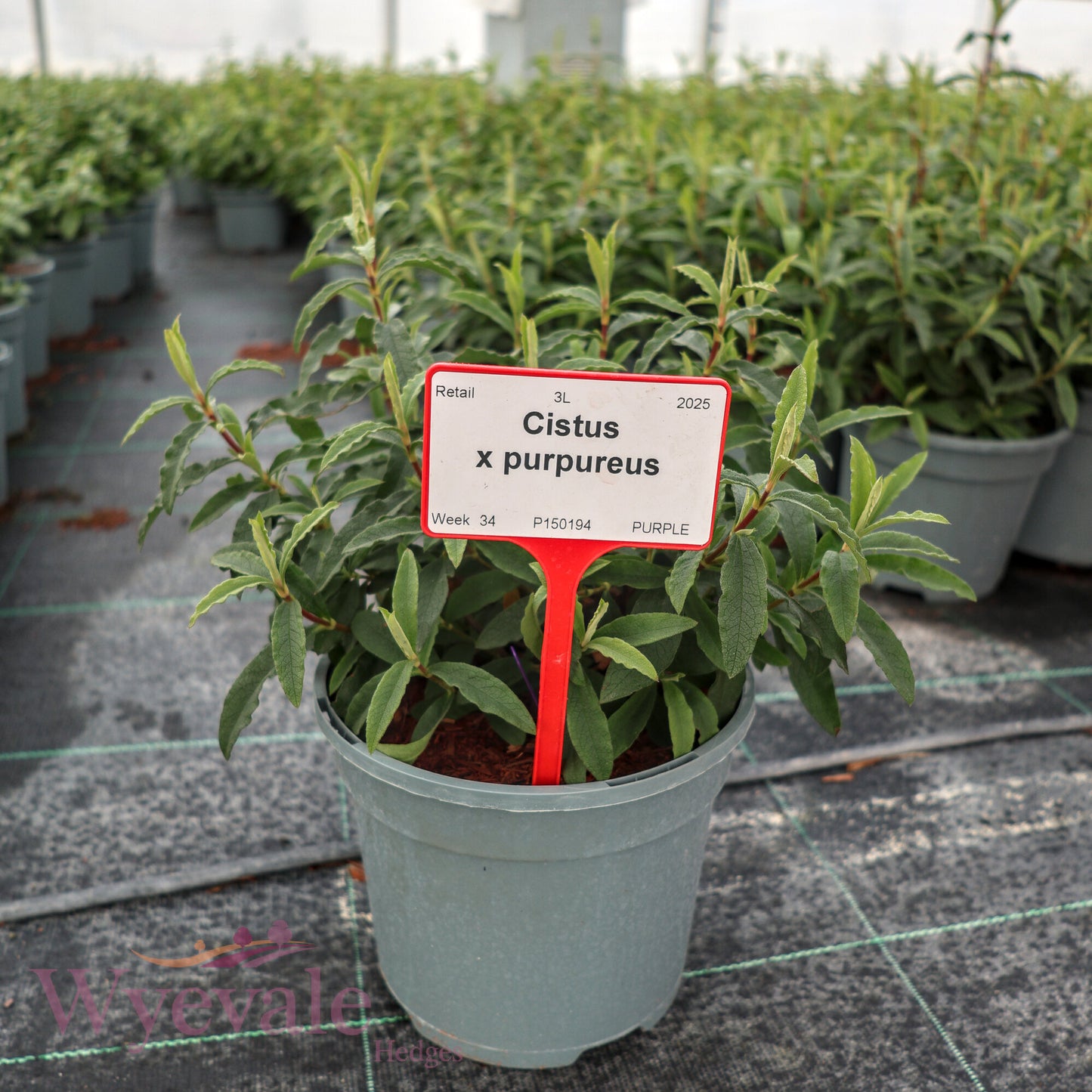Cistus x purpureus (Rock Rose)