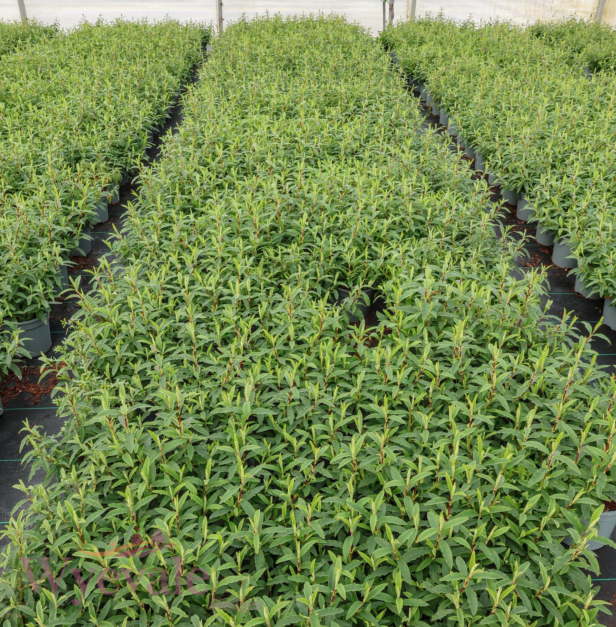 Cistus x purpureus (Rock Rose)