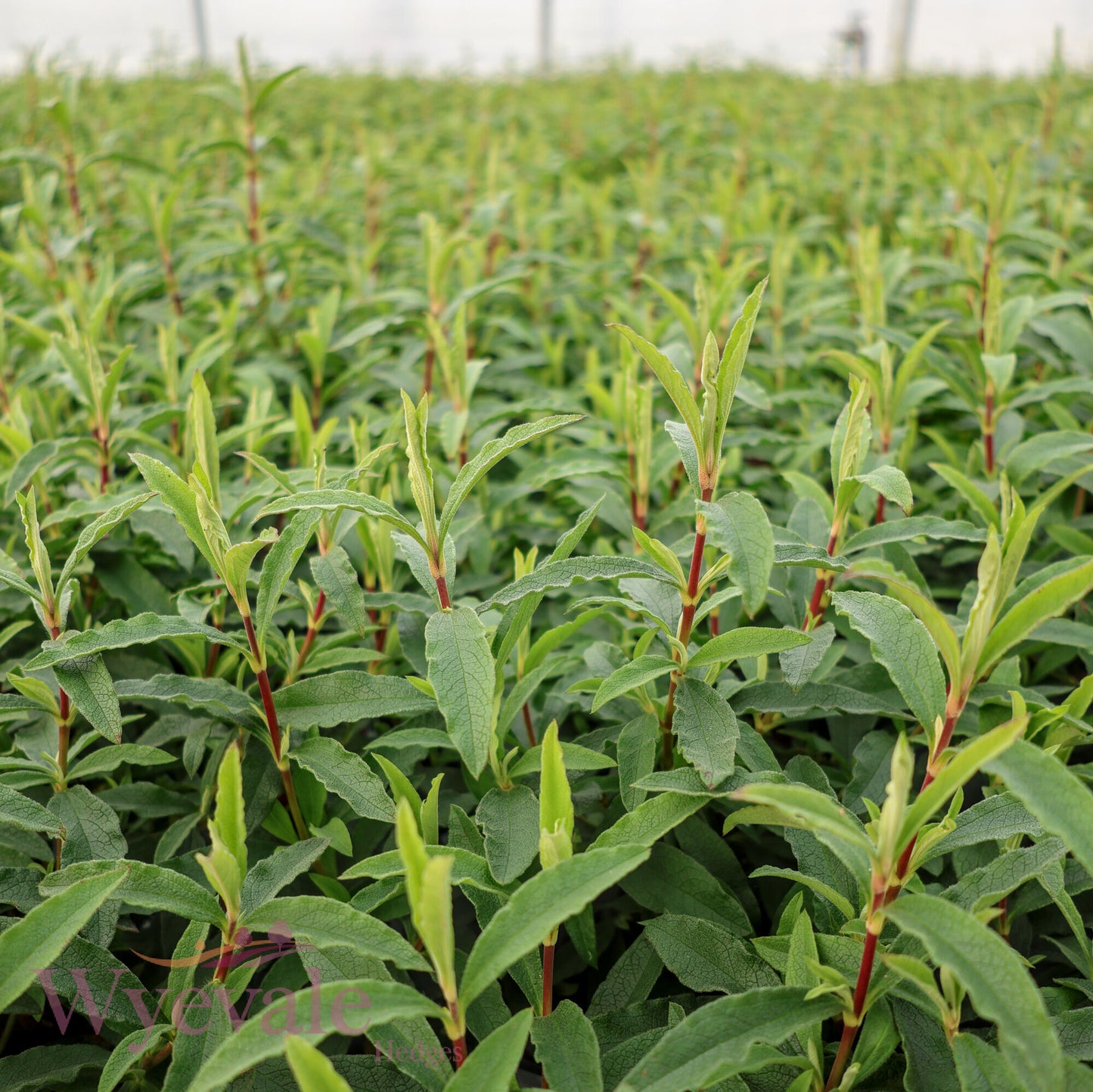 Cistus x purpureus (Rock Rose)