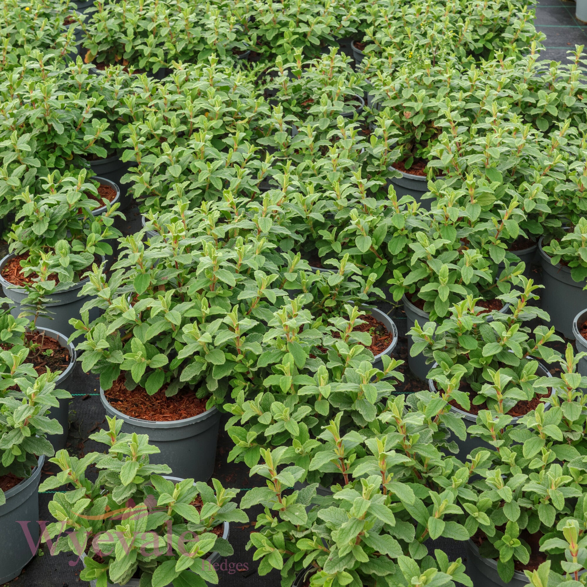 Cistus x pulverulentus (Rock Rose) 'Sunset'