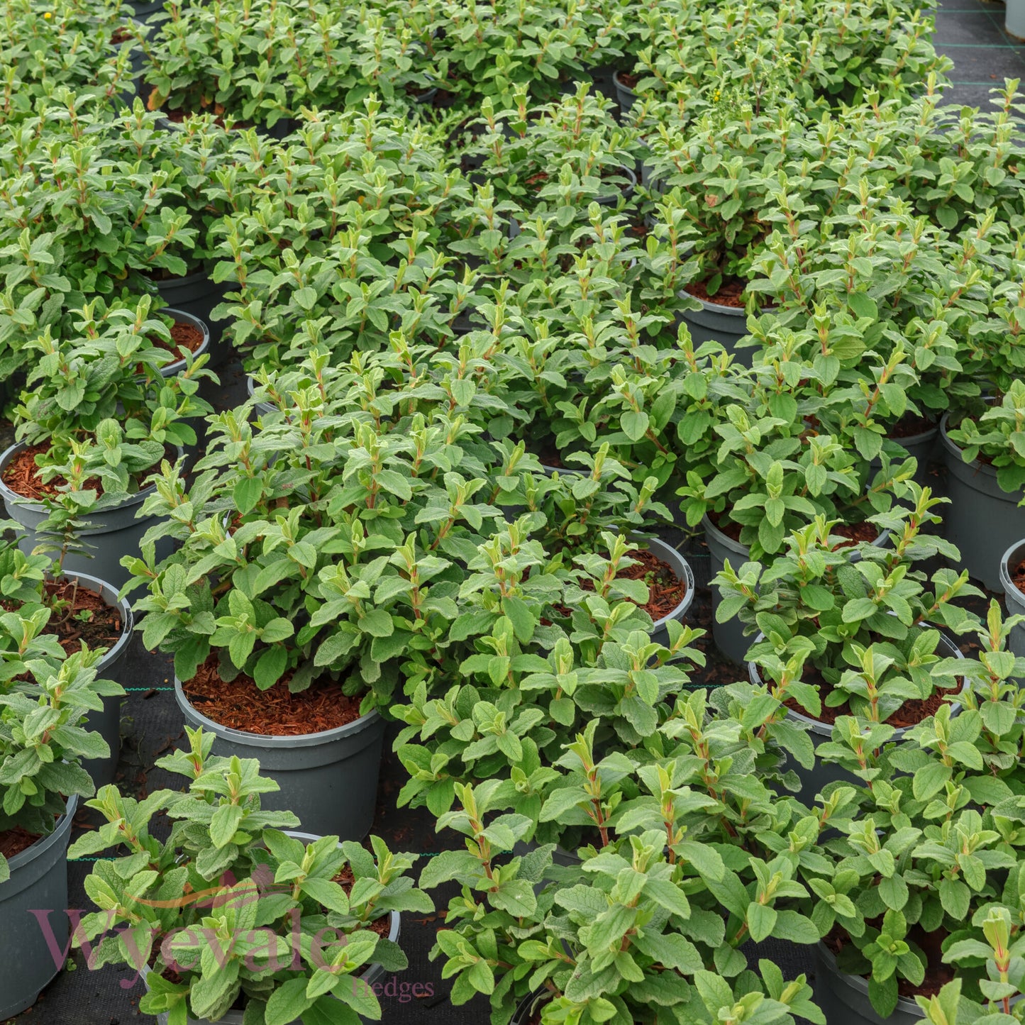 Cistus x pulverulentus (Rock Rose) 'Sunset'