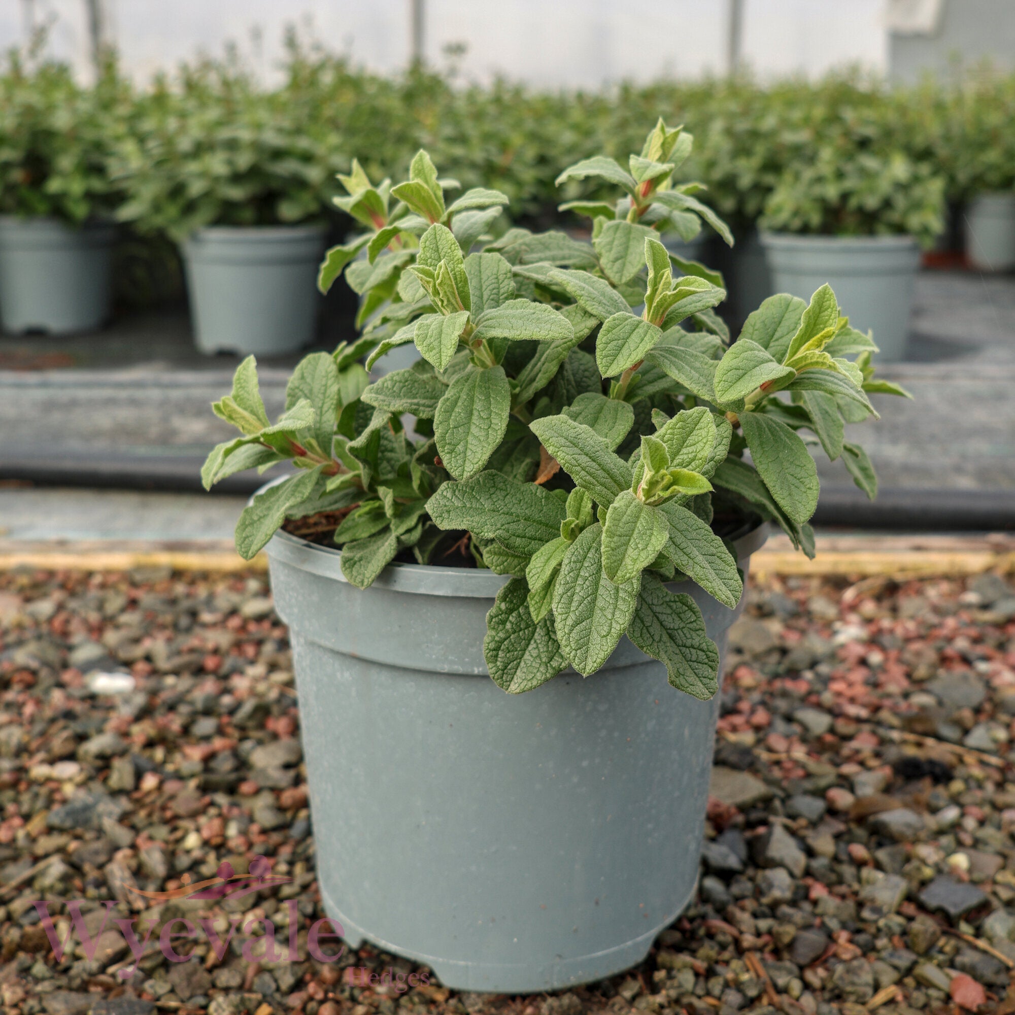 Cistus x pulverulentus (Rock Rose) 'Sunset'