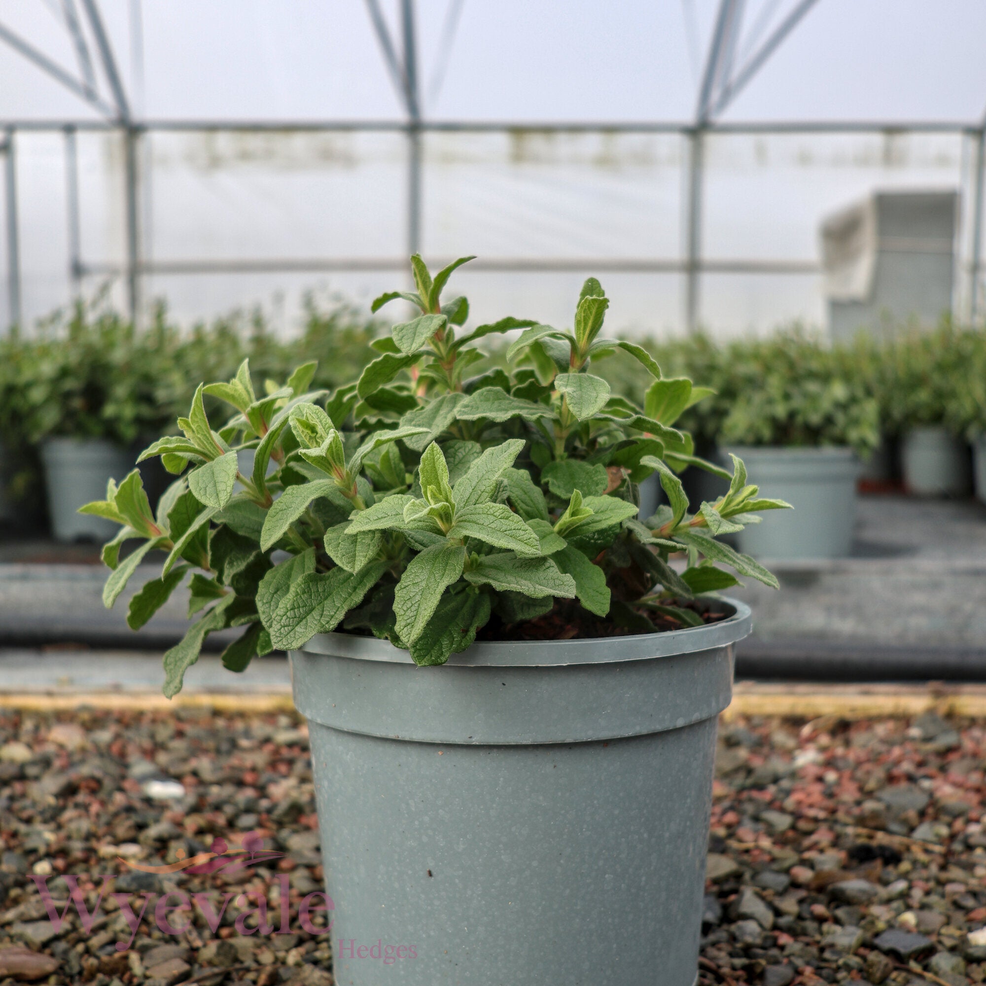 Cistus x pulverulentus (Rock Rose) 'Sunset'