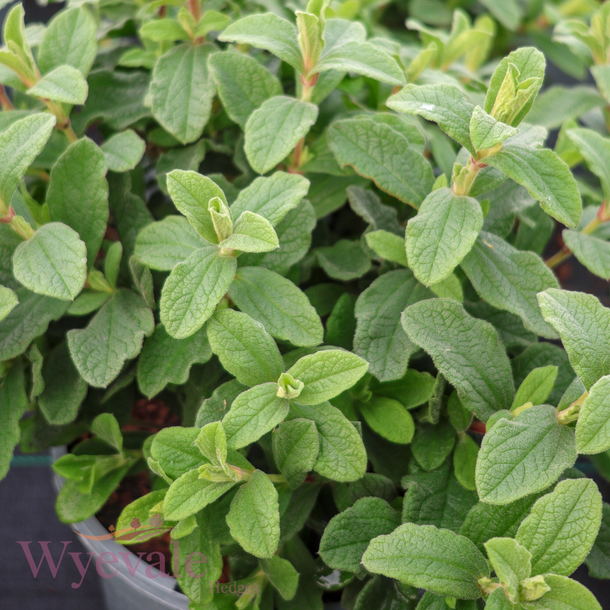 Cistus x pulverulentus (Rock Rose) 'Sunset'