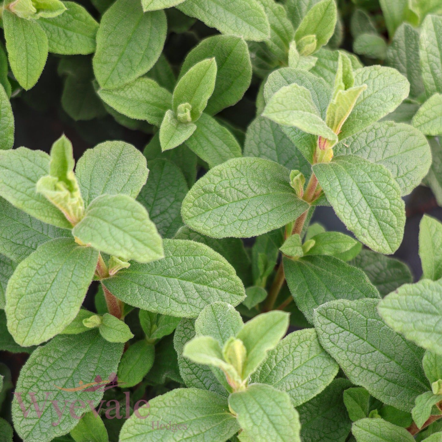 Cistus x pulverulentus (Rock Rose) 'Sunset'