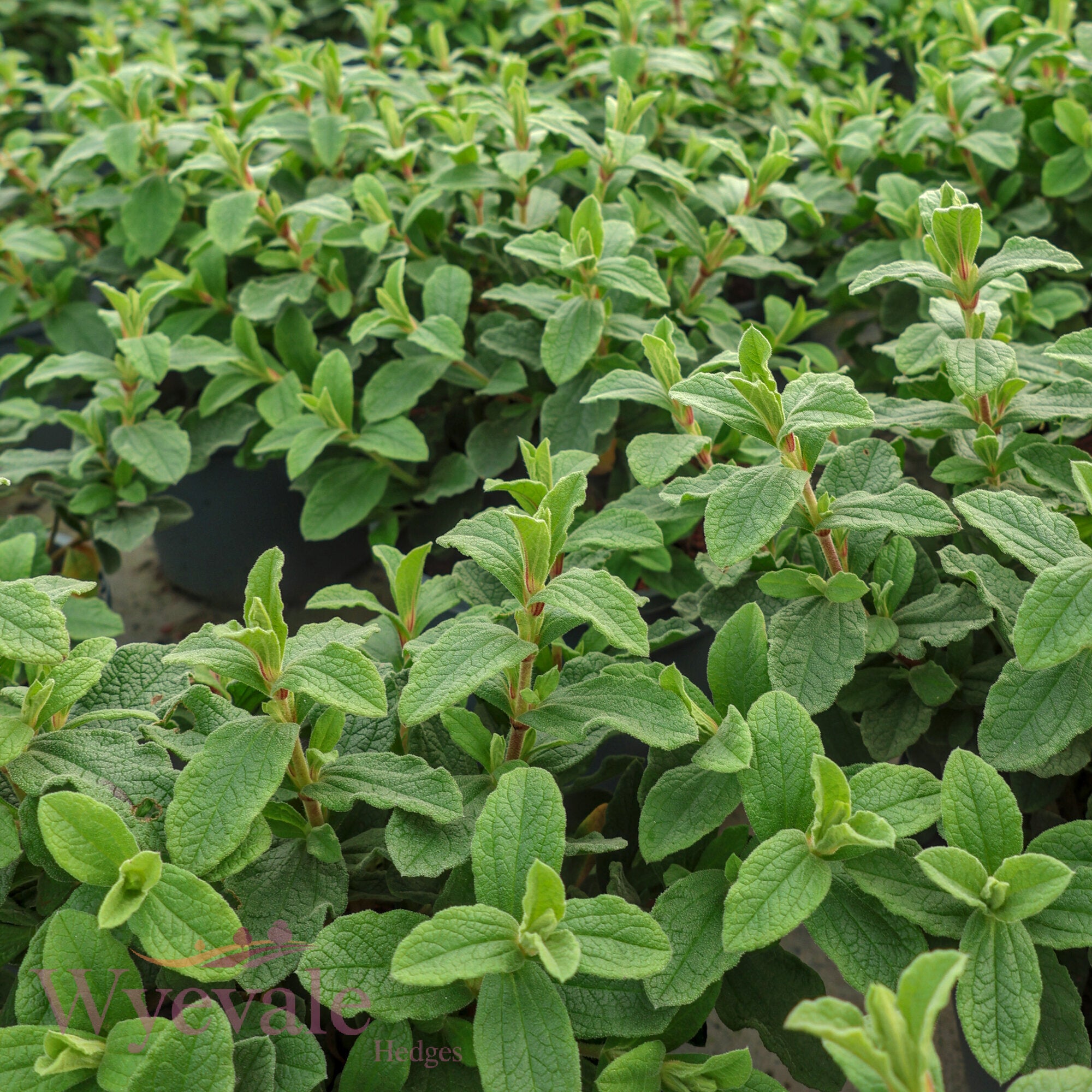 Cistus x pulverulentus (Rock Rose) 'Sunset'
