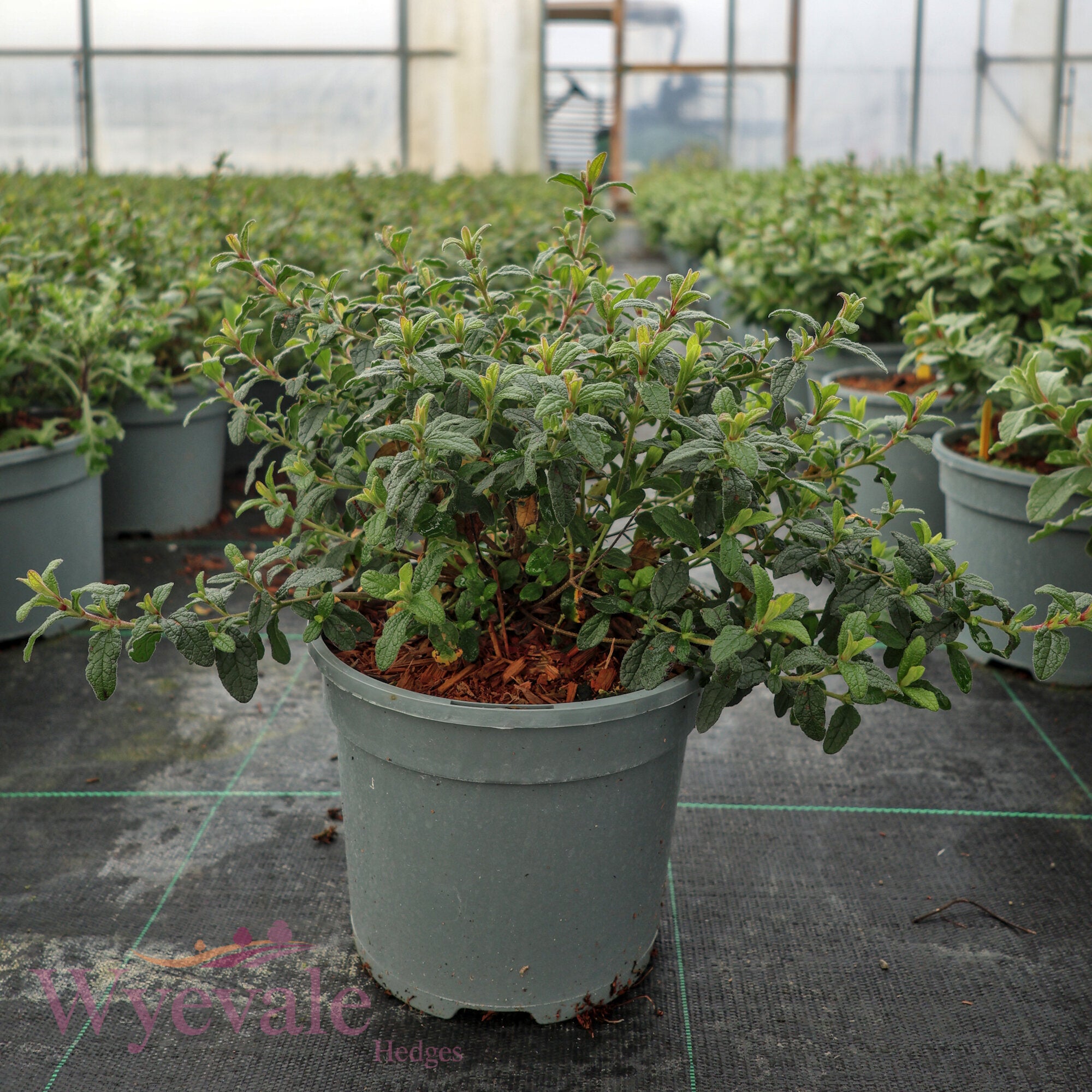 Cistus obtusifolius (Rock Rose) 'Thrive'