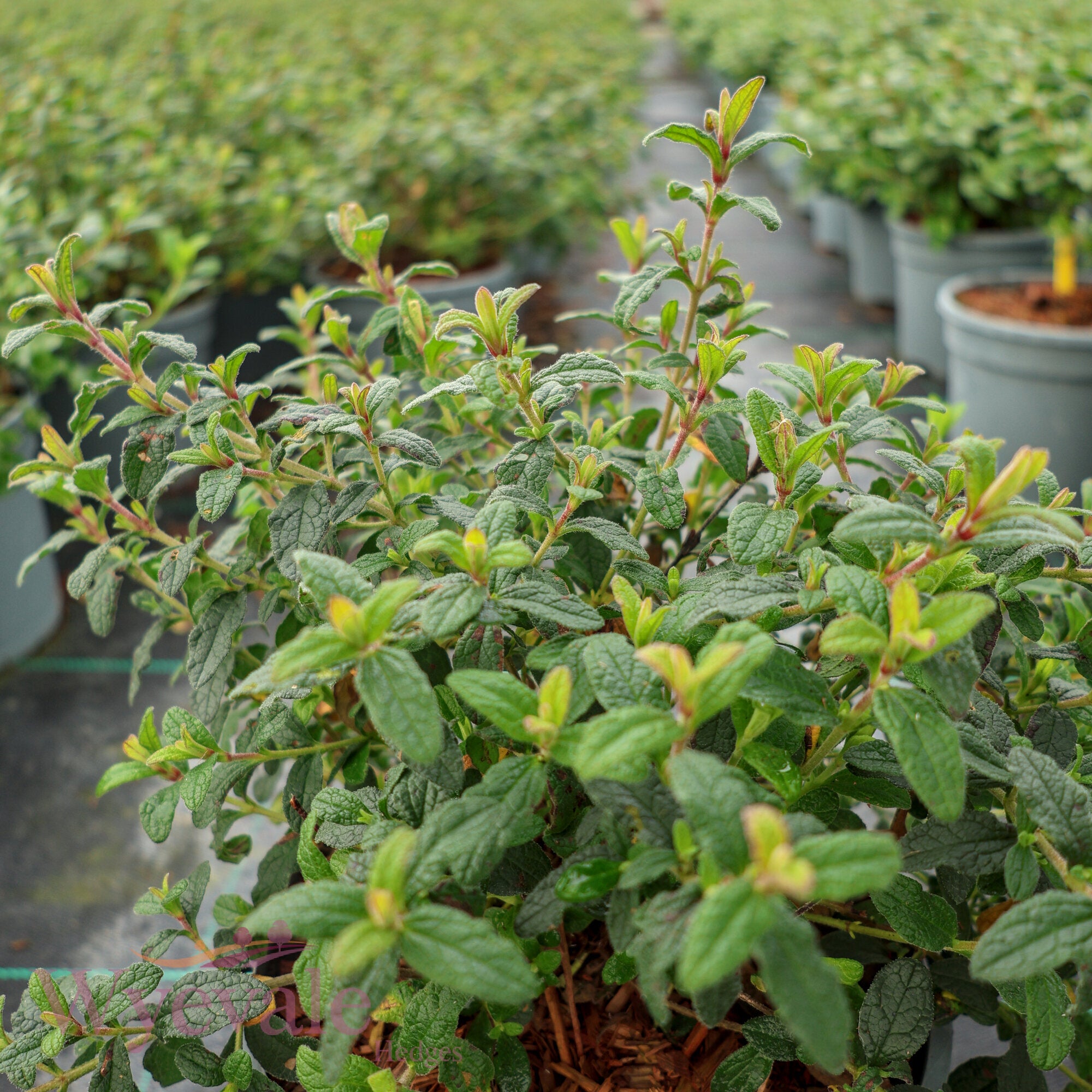 Cistus obtusifolius (Rock Rose) 'Thrive'