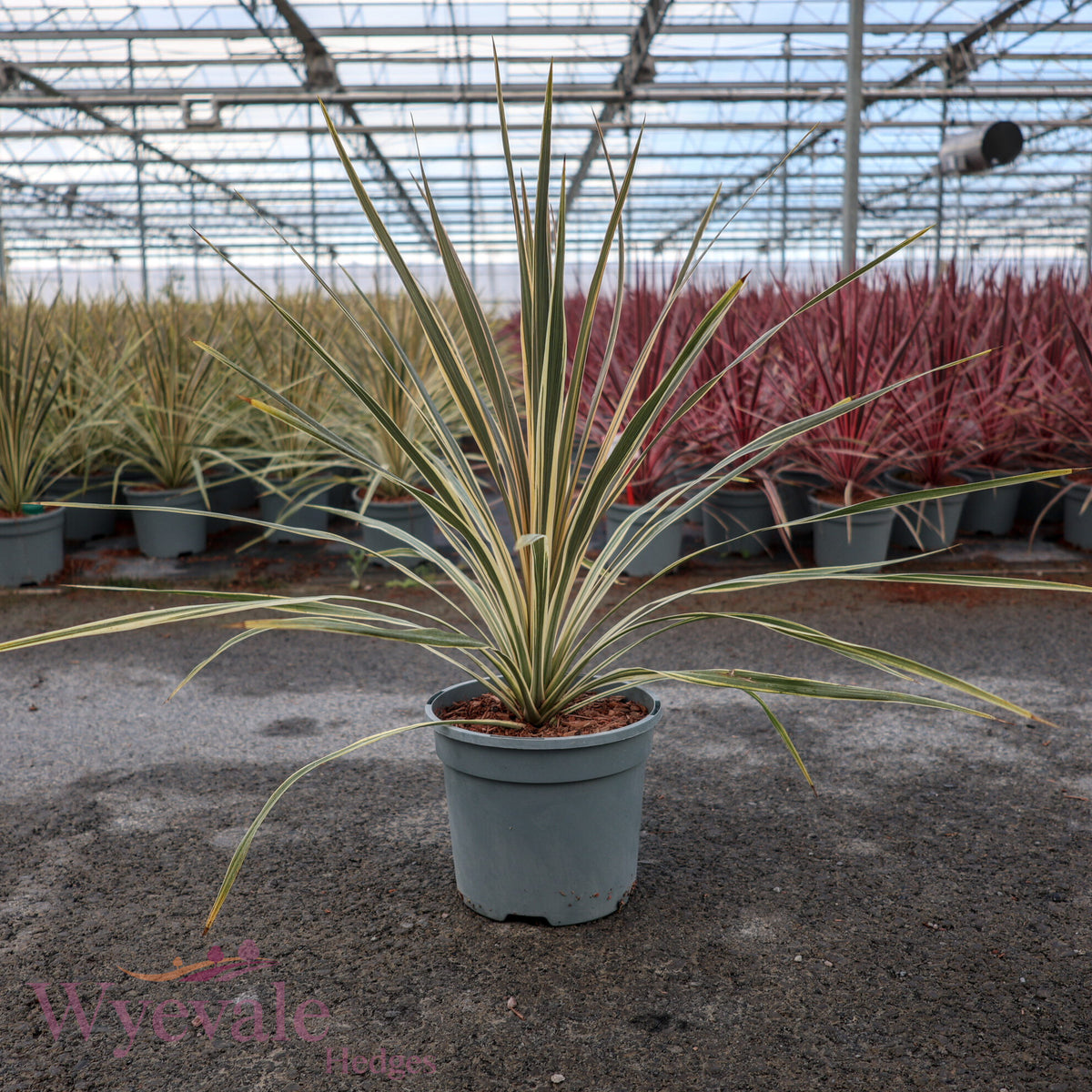 Cordyline australis (Cabbage Tree) 'Torbay Dazzler'