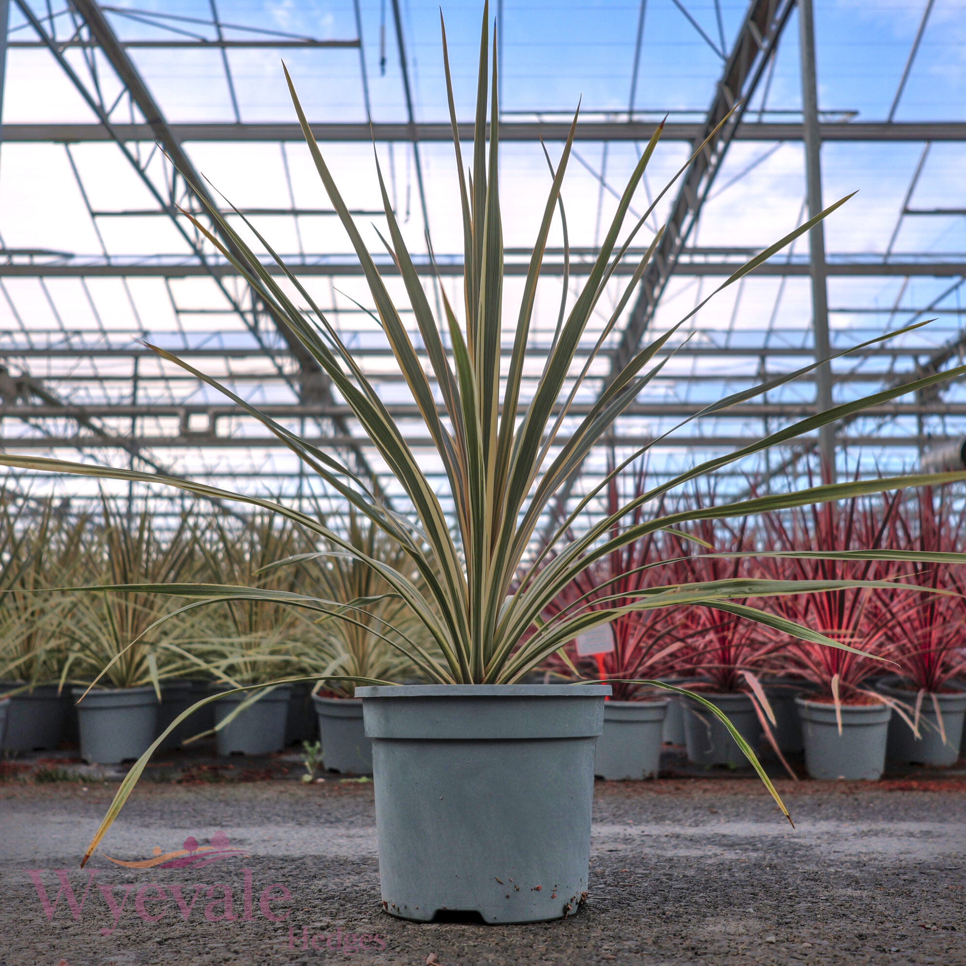 Cordyline australis (Cabbage Tree) 'Torbay Dazzler'