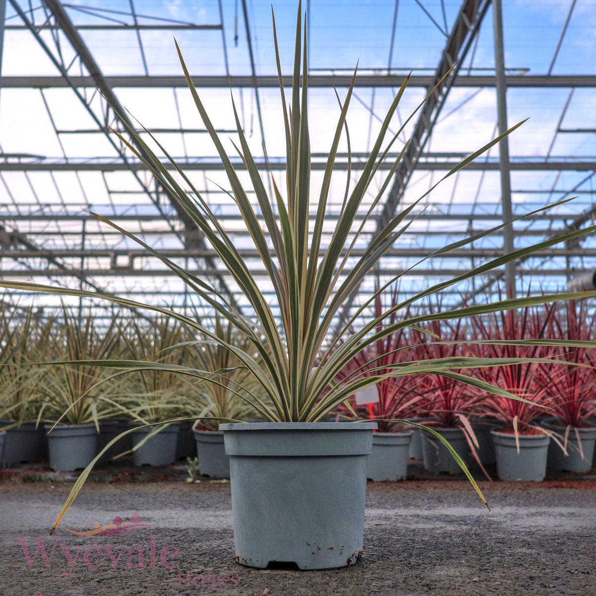 Cordyline australis (Cabbage Tree) 'Torbay Dazzler'