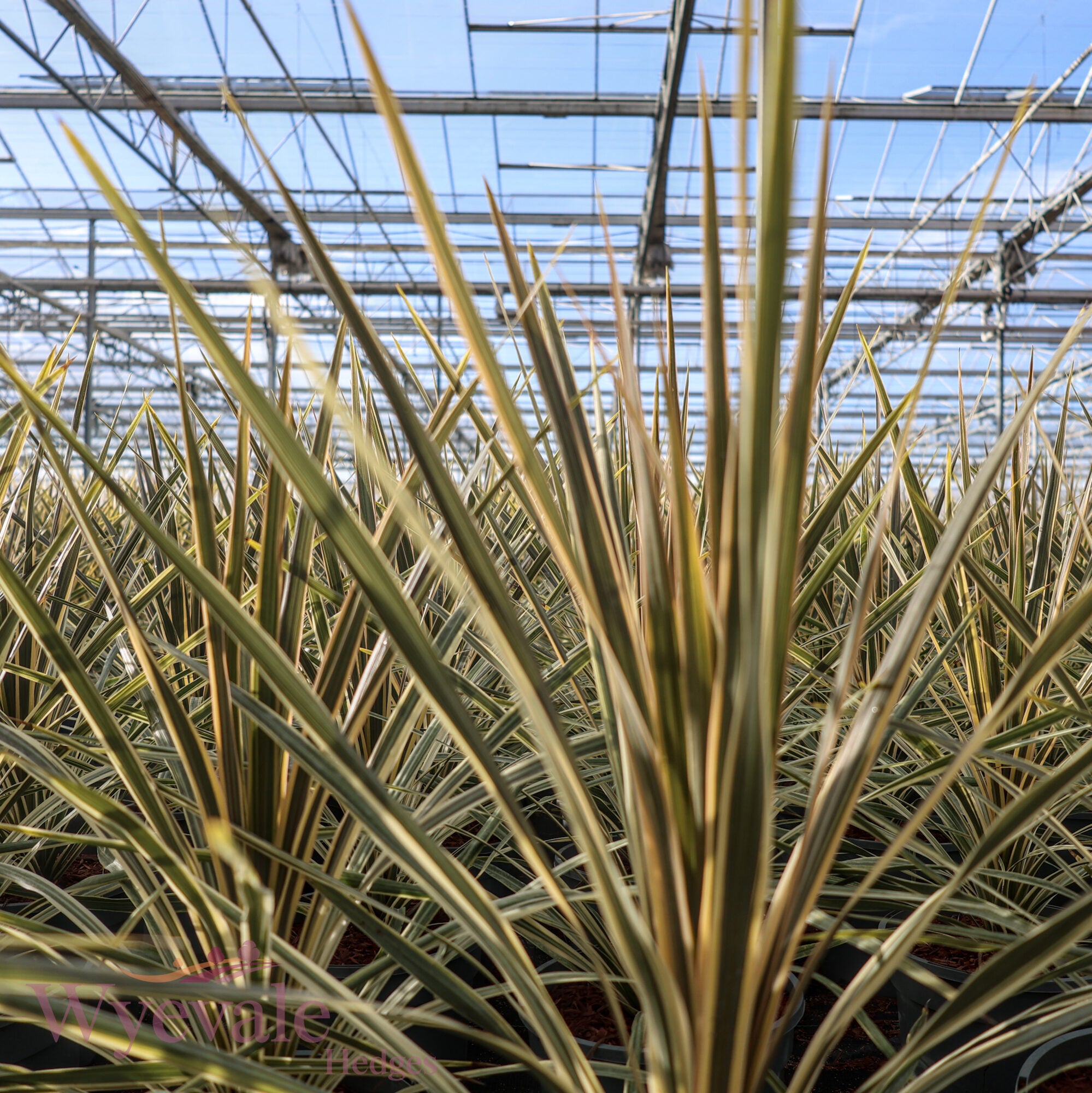 Cordyline australis (Cabbage Tree) 'Torbay Dazzler'