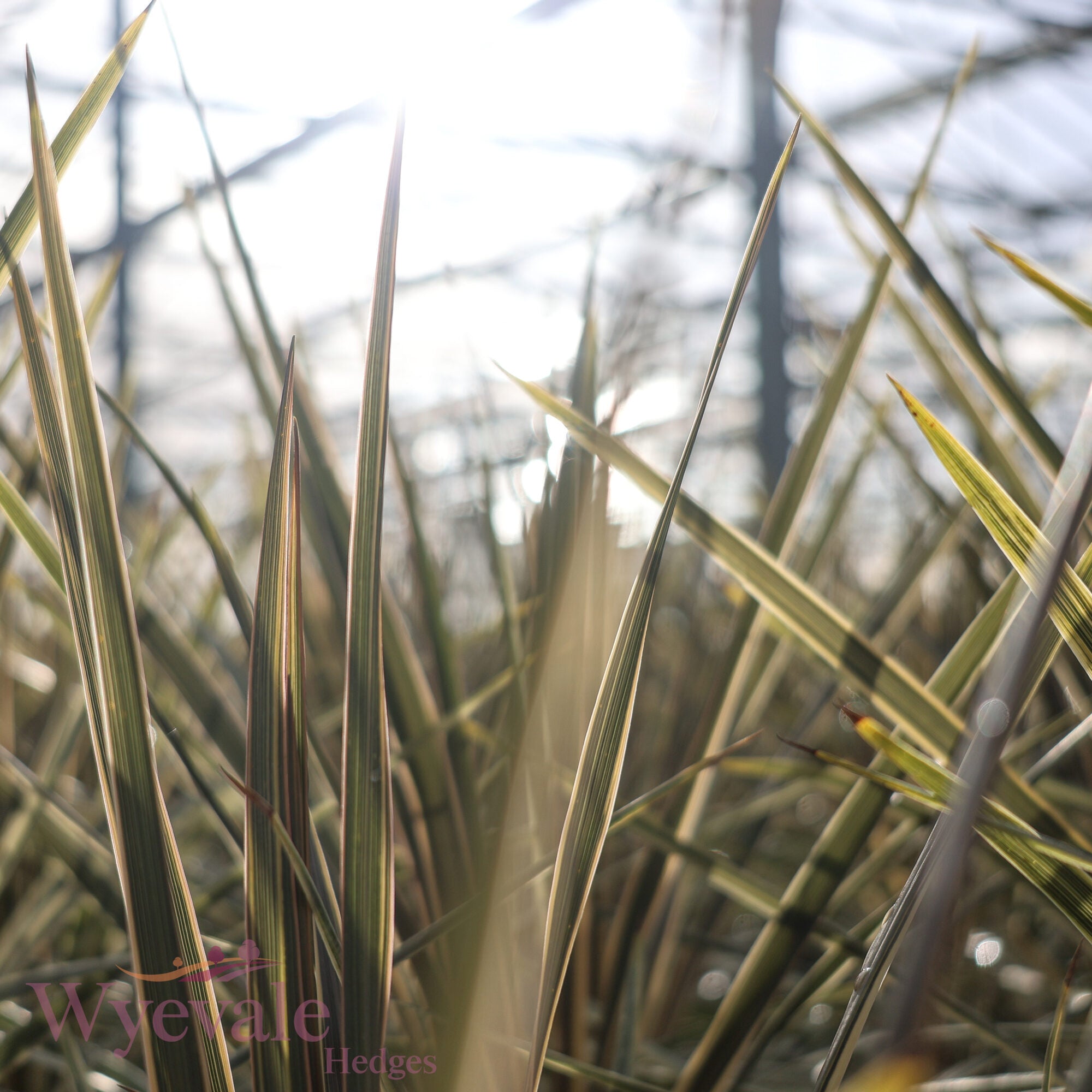 Cordyline australis (Cabbage Tree) 'Torbay Dazzler'