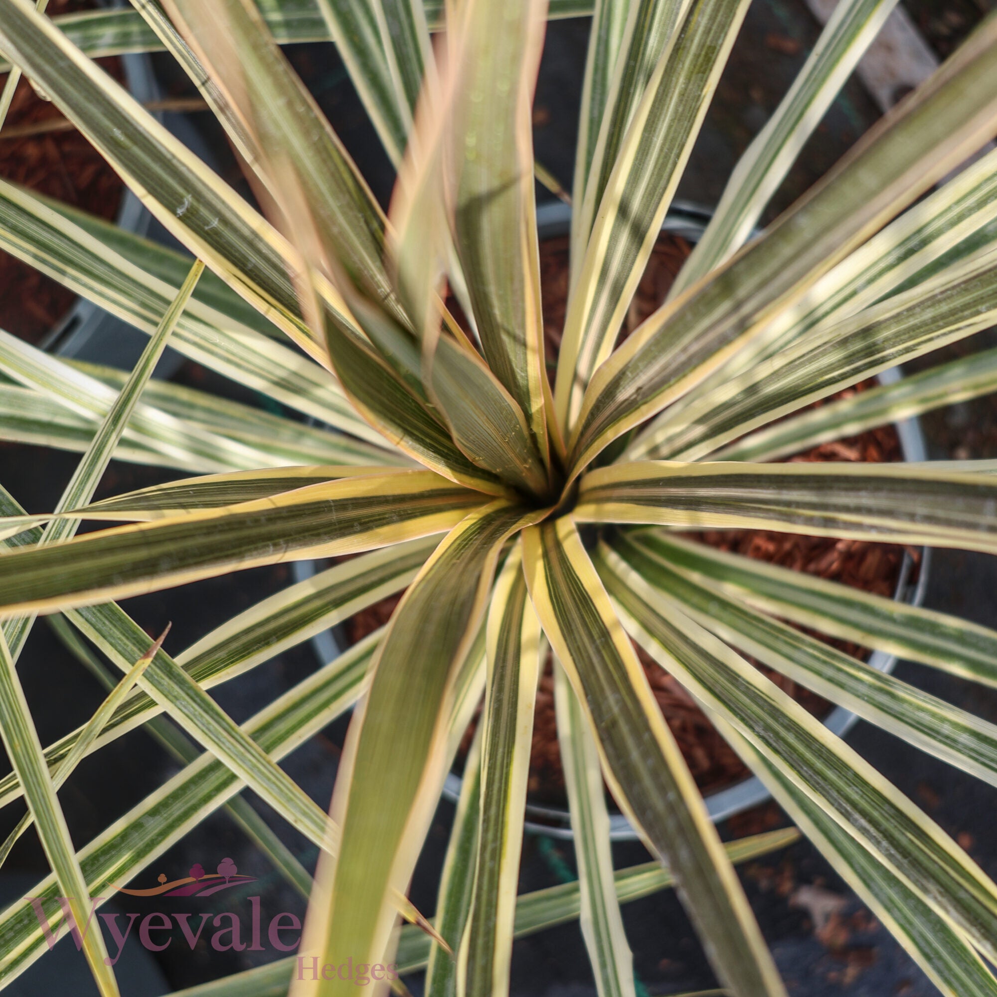 Cordyline australis (Cabbage Tree) 'Torbay Dazzler'