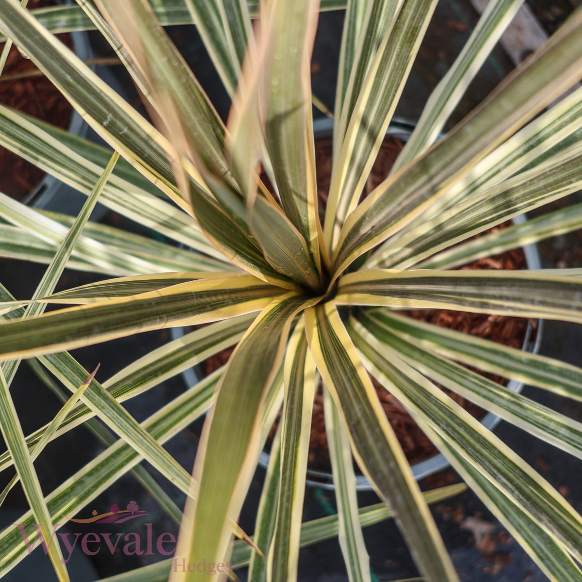 Cordyline australis (Cabbage Tree) 'Torbay Dazzler'