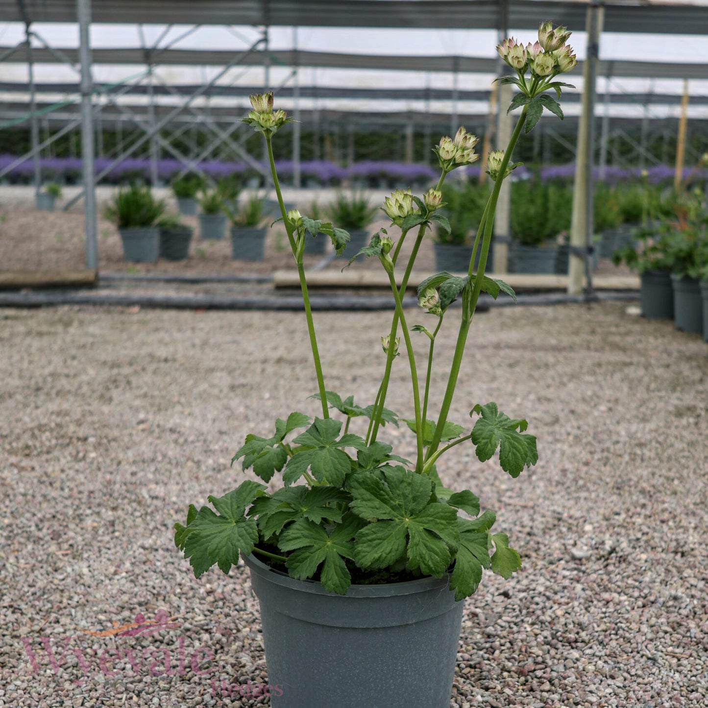 Astrantia major (Masterwort) 'Star of Billion'