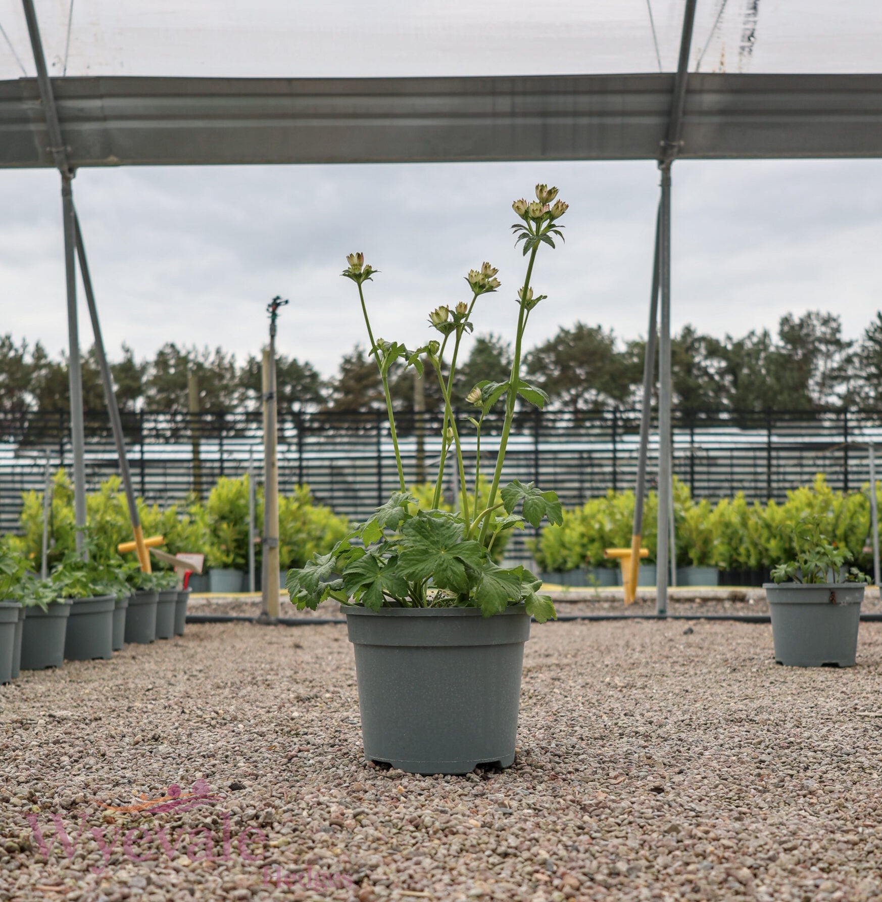 Astrantia major (Masterwort) 'Star of Billion'