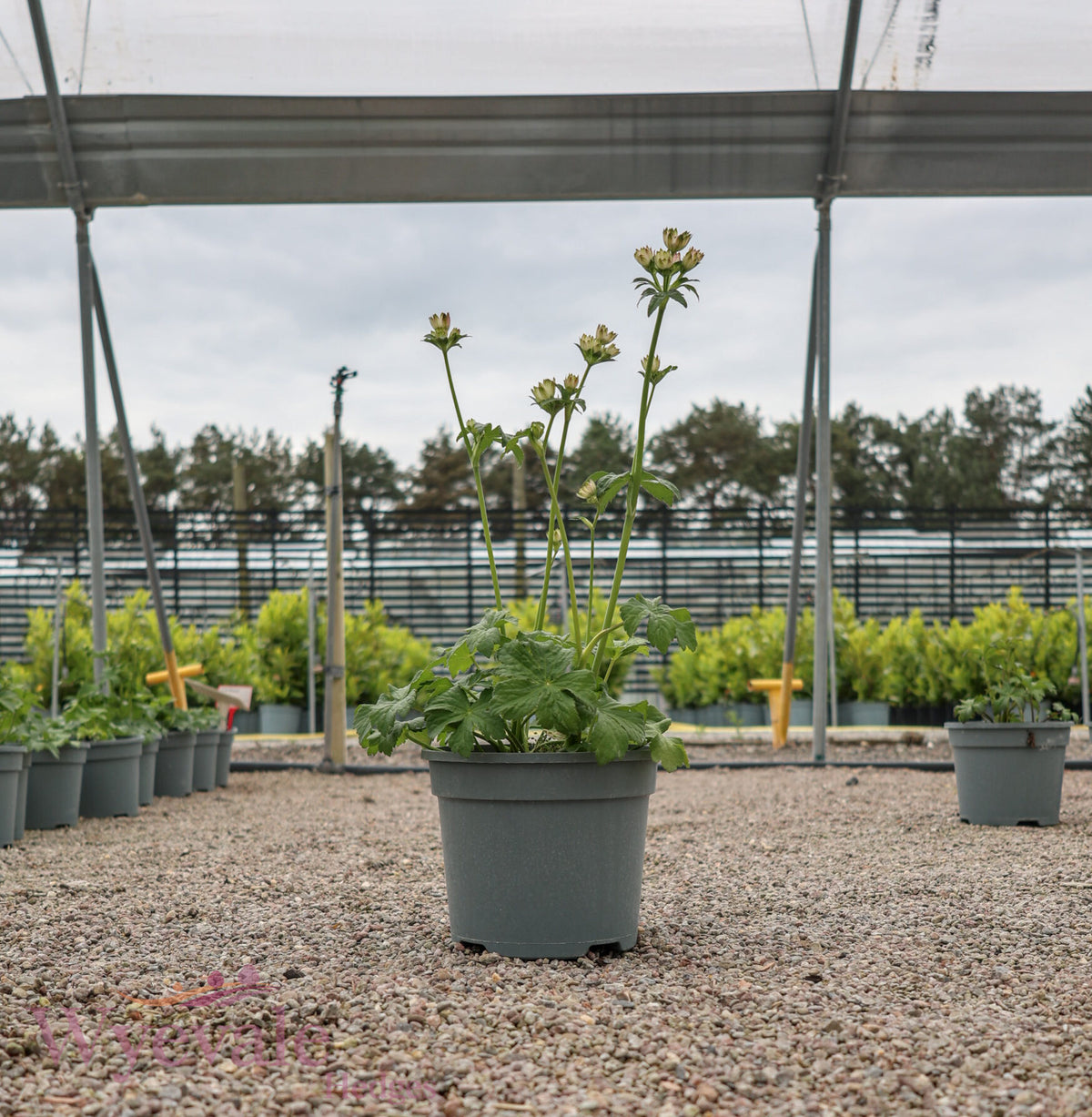 Astrantia major (Masterwort) 'Star of Billion'