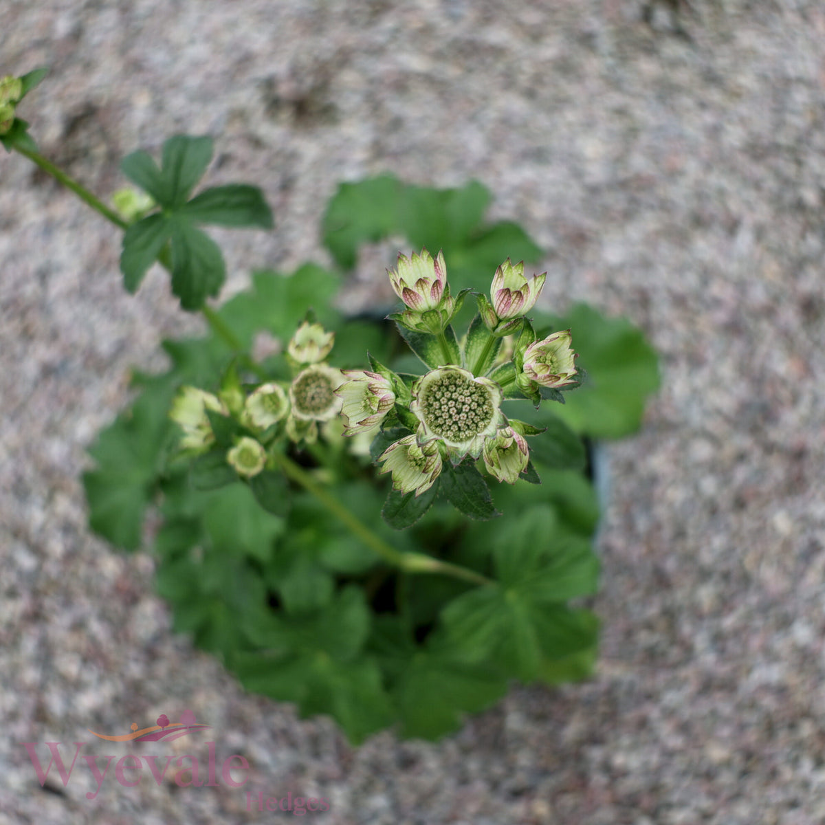 Astrantia major (Masterwort) 'Star of Billion'