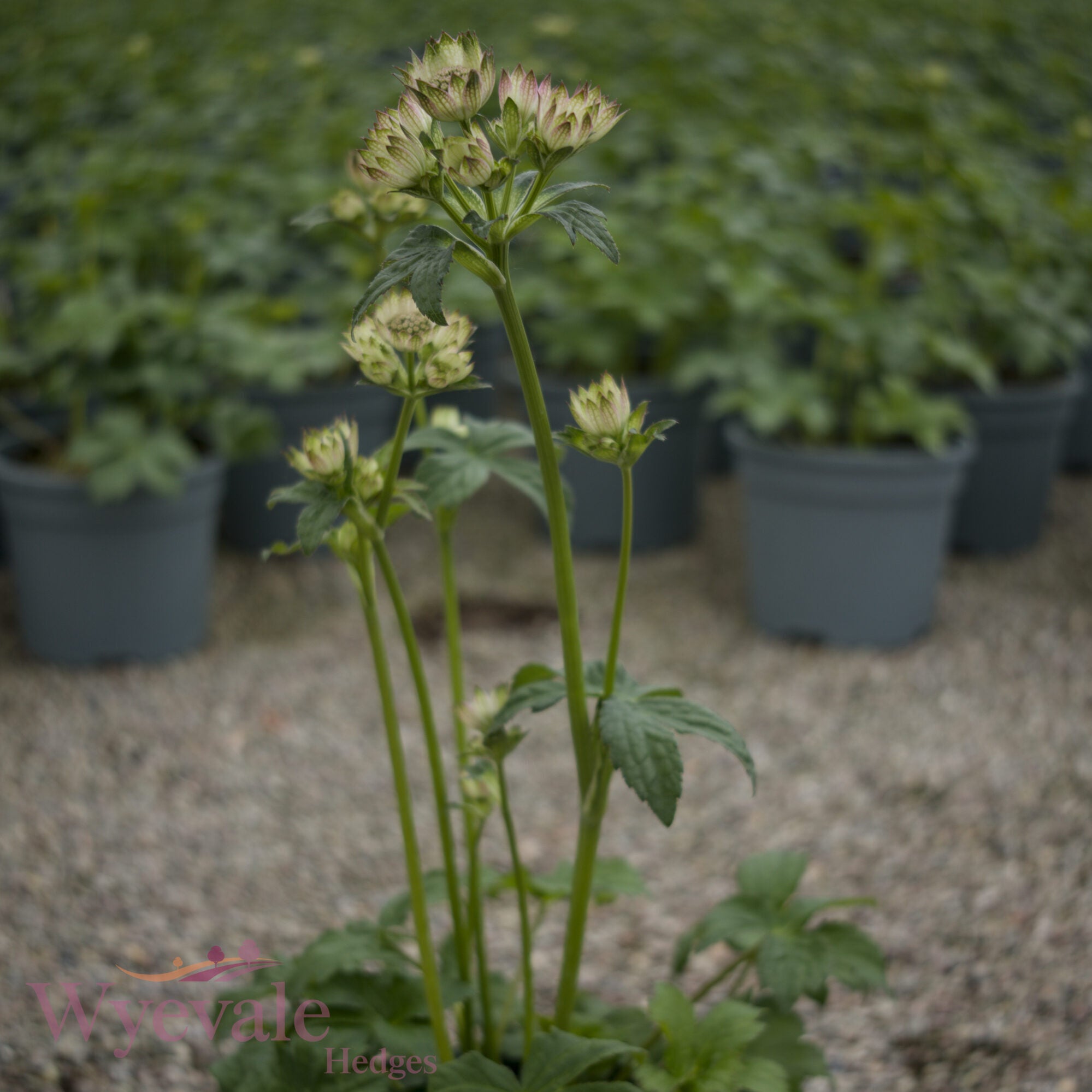 Astrantia major (Masterwort) 'Star of Billion'