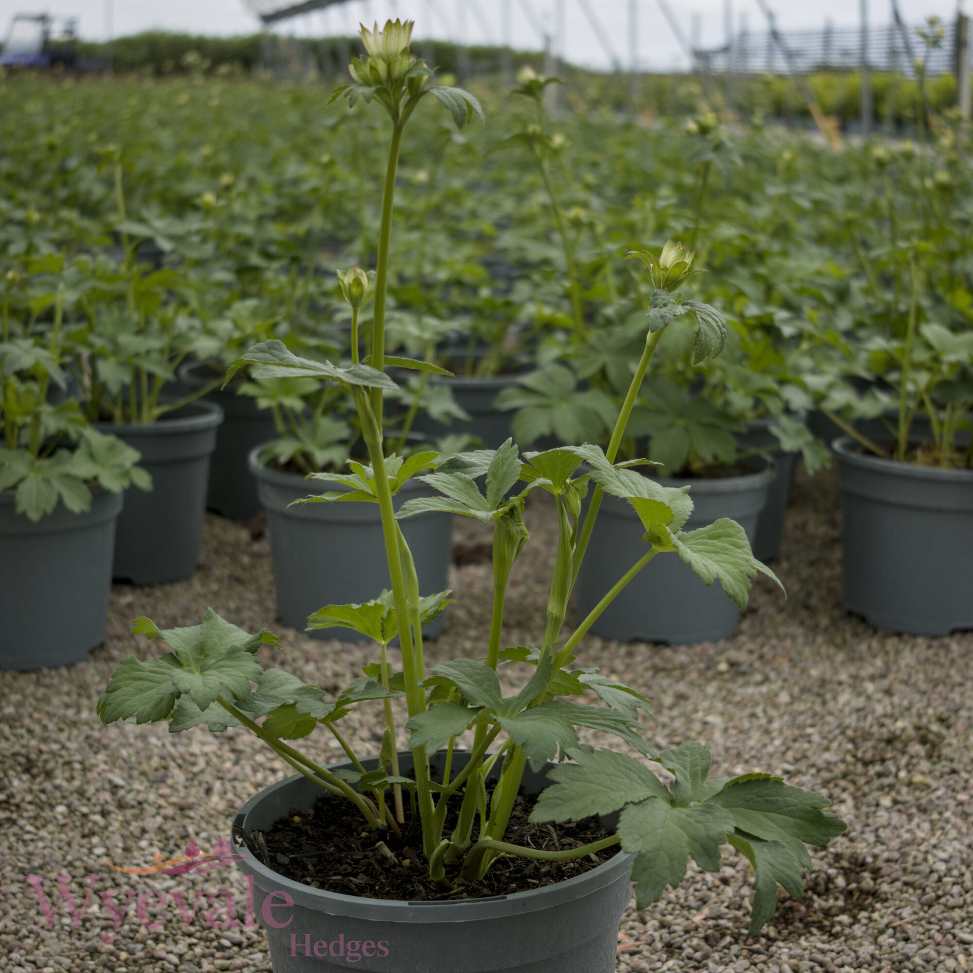 Astrantia major (Masterwort) 'Star of Billion'