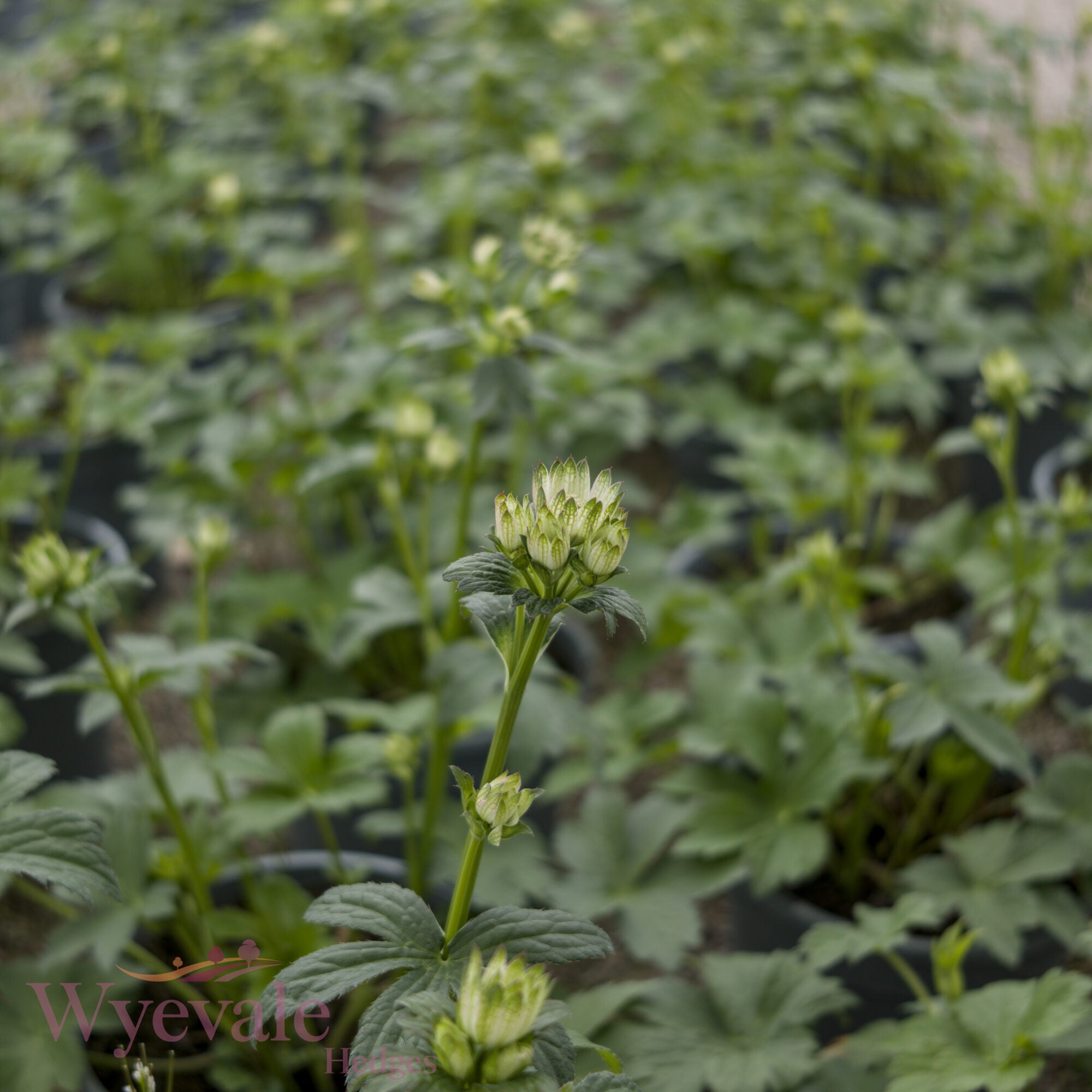 Astrantia major (Masterwort) 'Star of Billion'