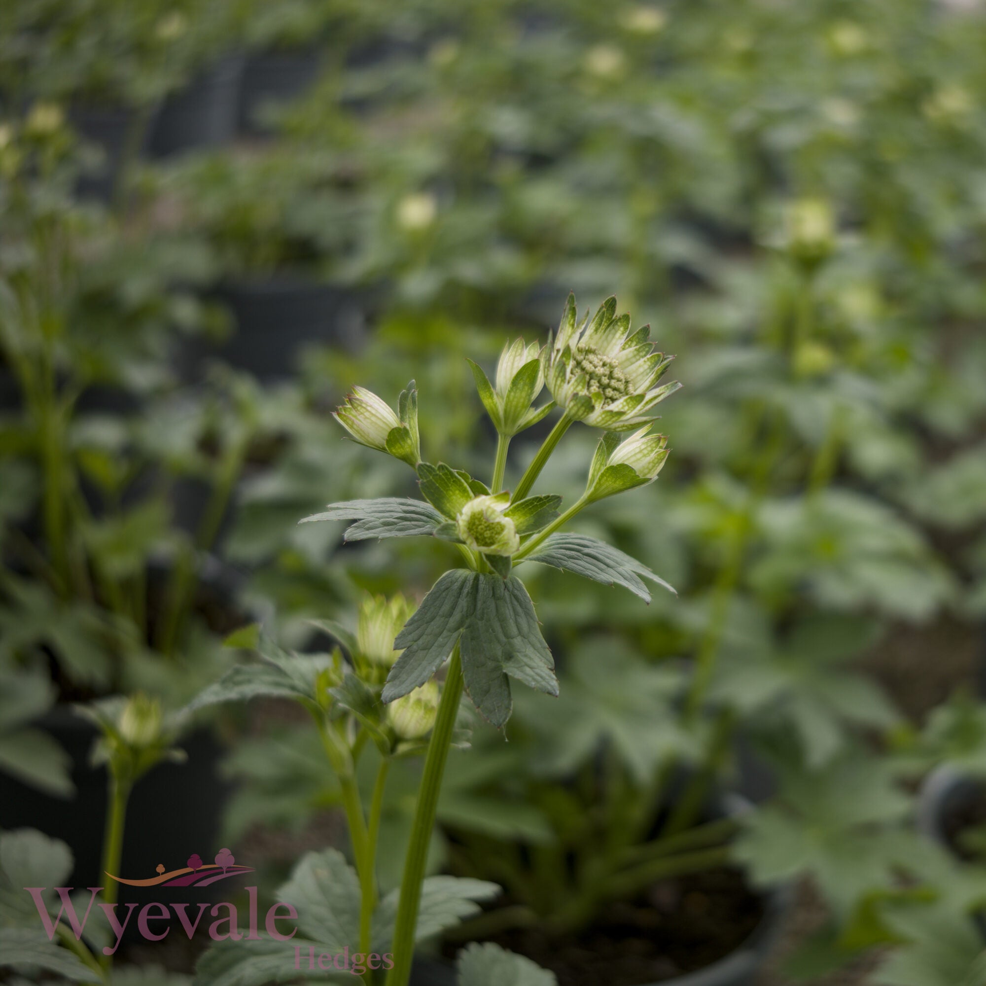 Astrantia major (Masterwort) 'Star of Billion'