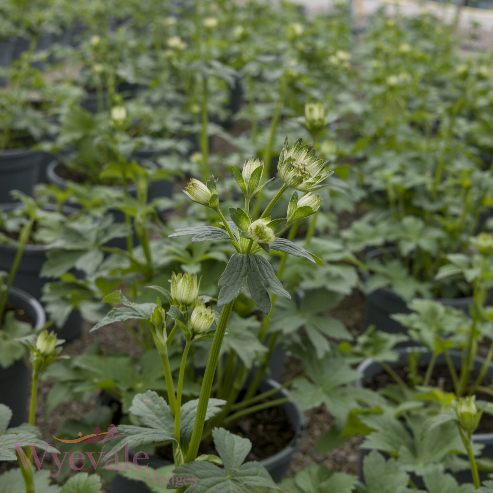 Astrantia major (Masterwort) 'Star of Billion'