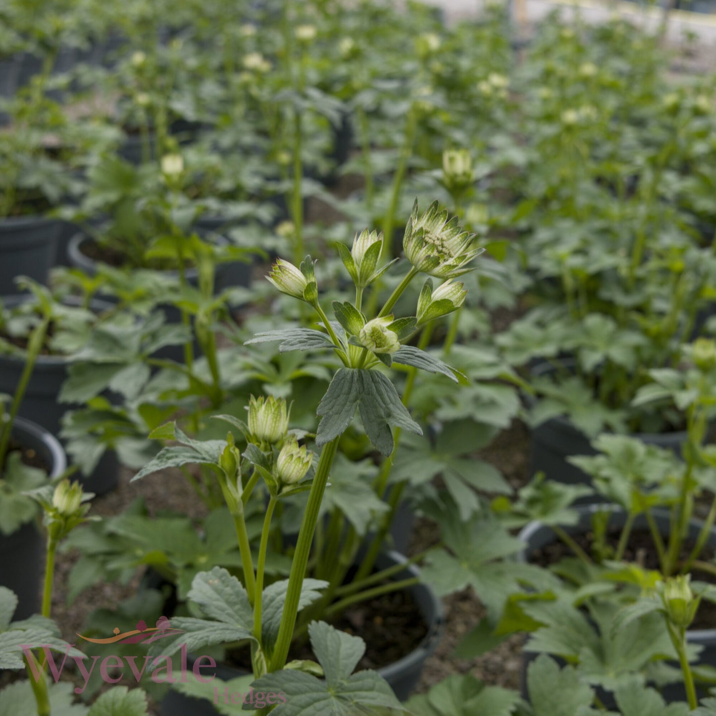 Astrantia major (Masterwort) 'Star of Billion'