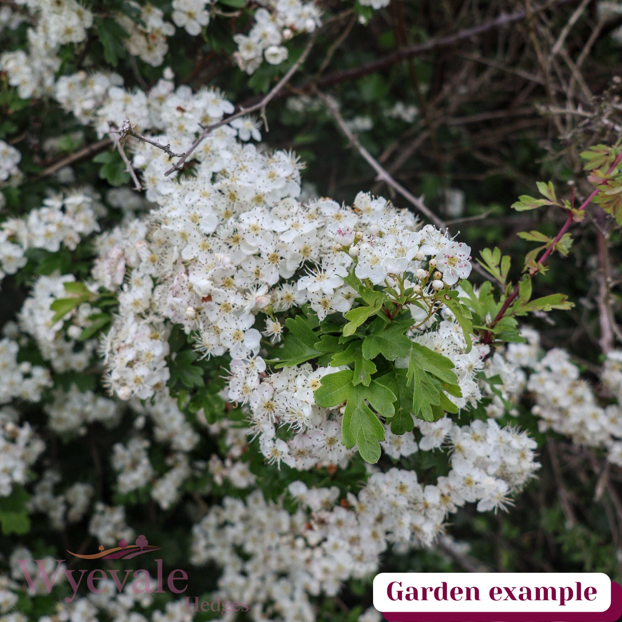 Crataegus monogyna (Hawthorn)