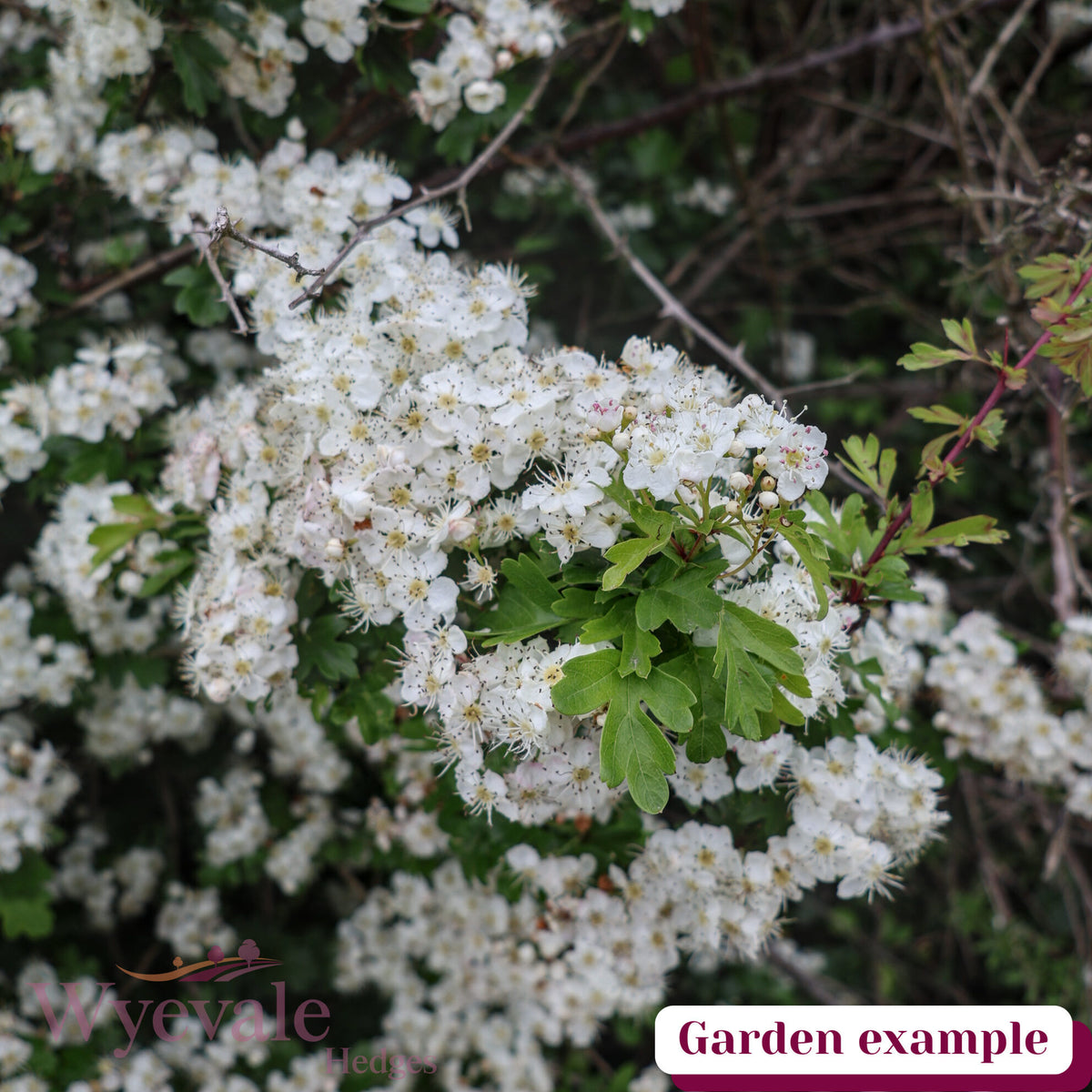 Crataegus monogyna (Hawthorn)