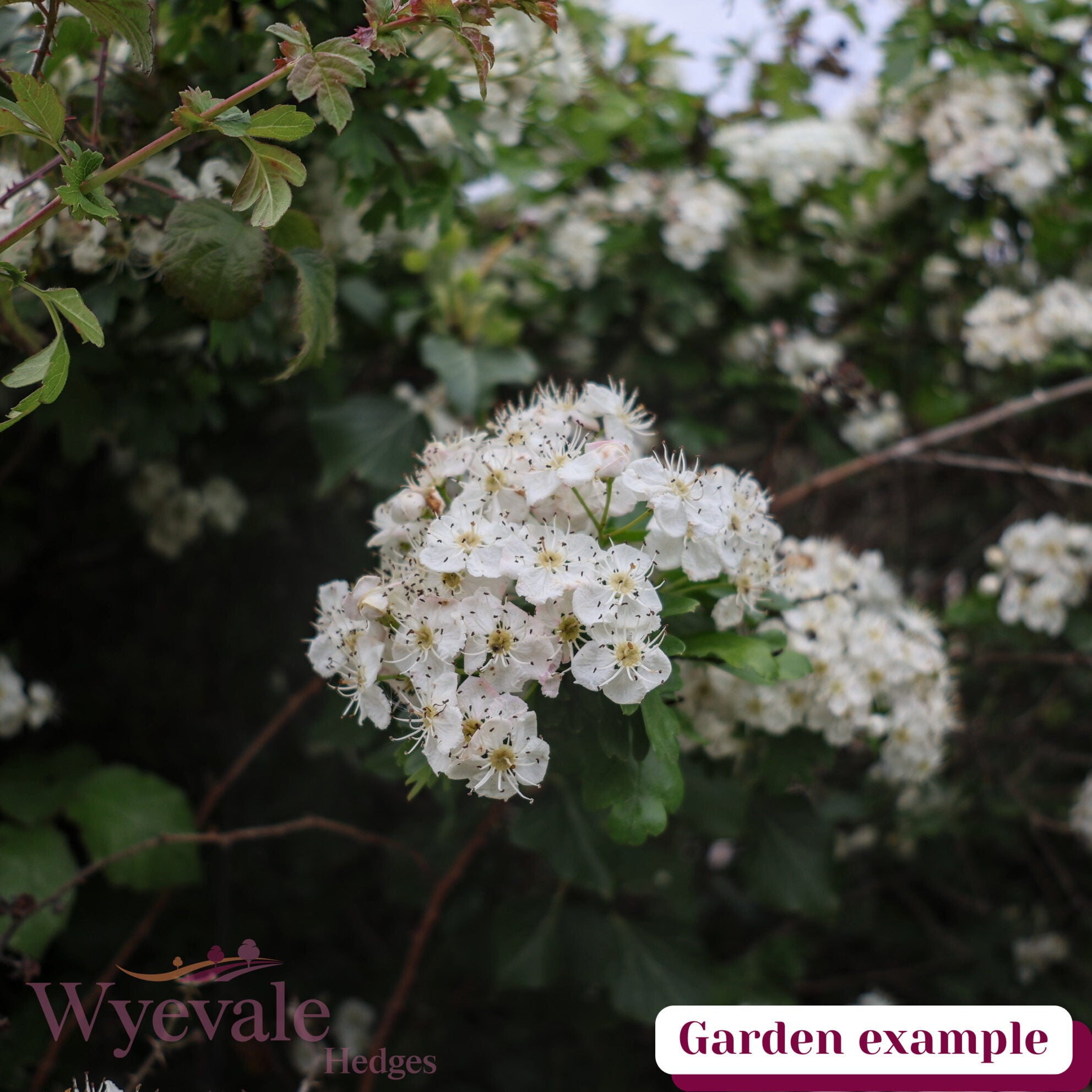 Crataegus monogyna (Hawthorn)