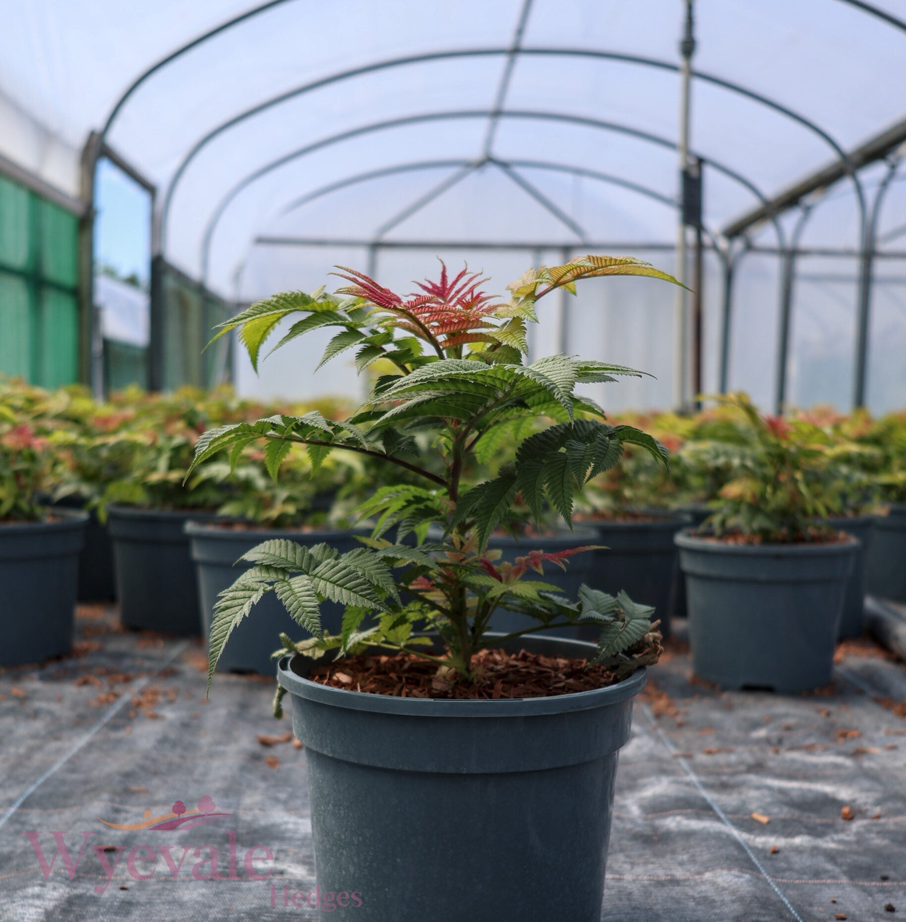 Sorbaria sorbifolia (False Spiraea) 'Sem'