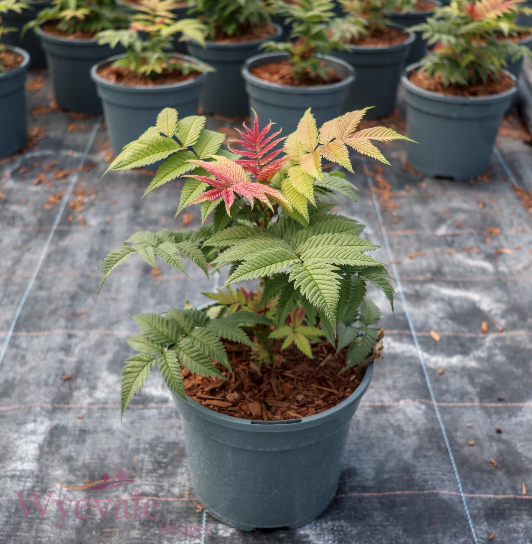Sorbaria sorbifolia (False Spiraea) 'Sem'
