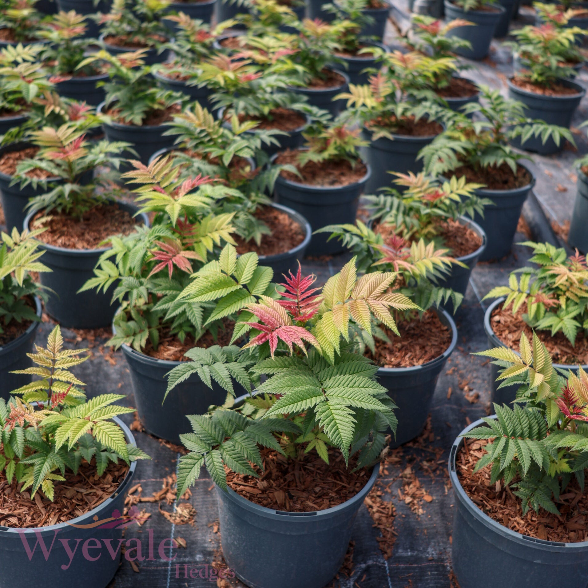 Sorbaria sorbifolia (False Spiraea) 'Sem'