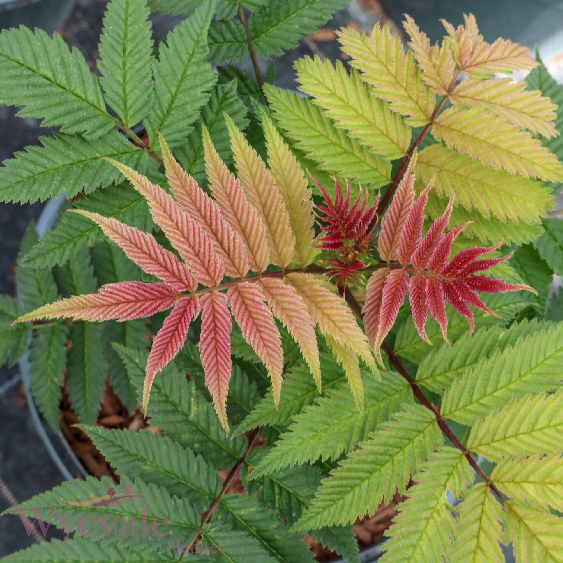 Sorbaria sorbifolia (False Spiraea) 'Sem'