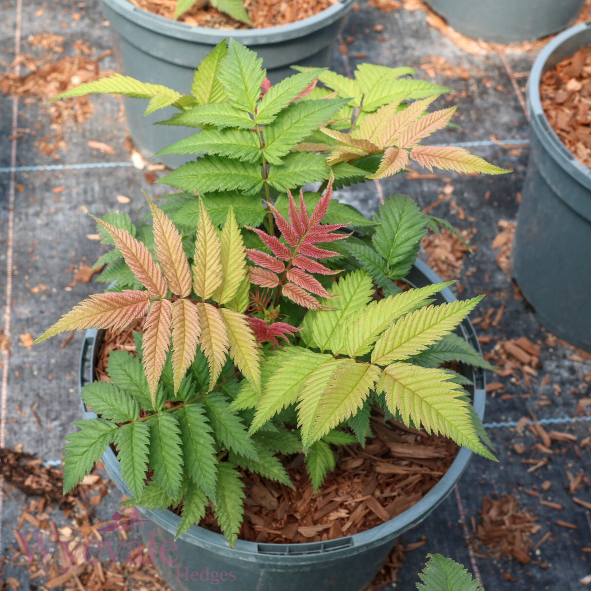 Sorbaria sorbifolia (False Spiraea) 'Sem'