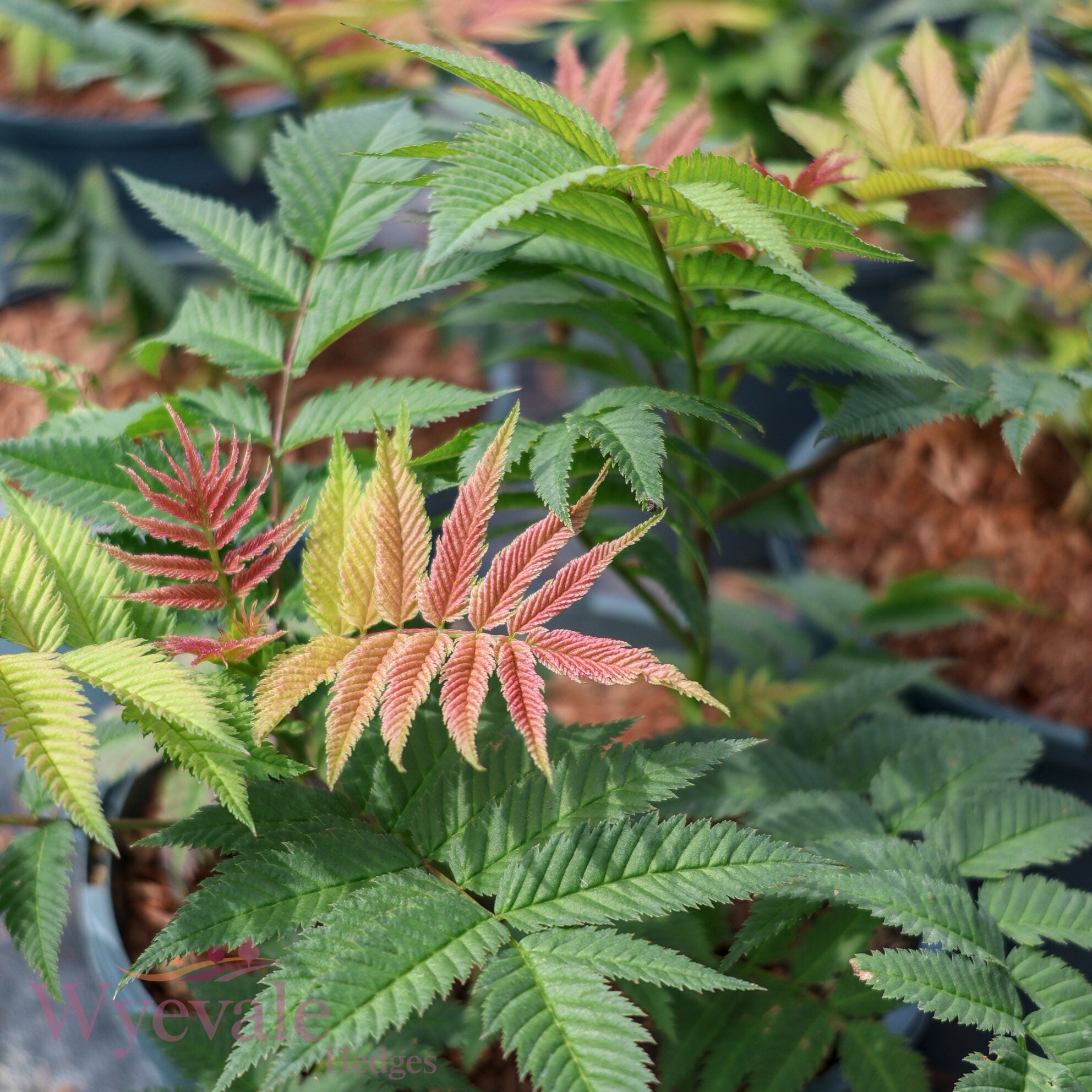 Sorbaria sorbifolia (False Spiraea) 'Sem'