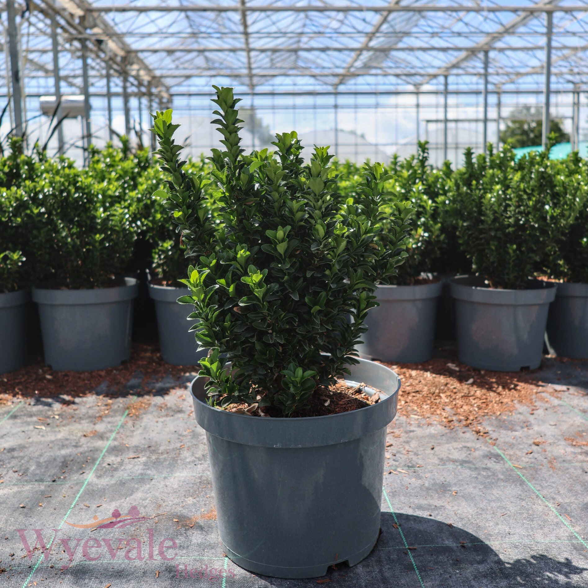 Euonymus japonicus (Japanese Spindle) 'Green Spire'