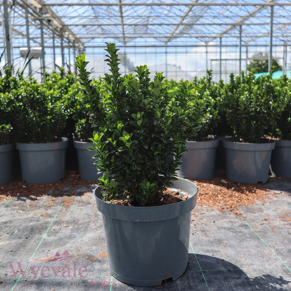 Euonymus japonicus (Japanese Spindle) 'Green Spire'