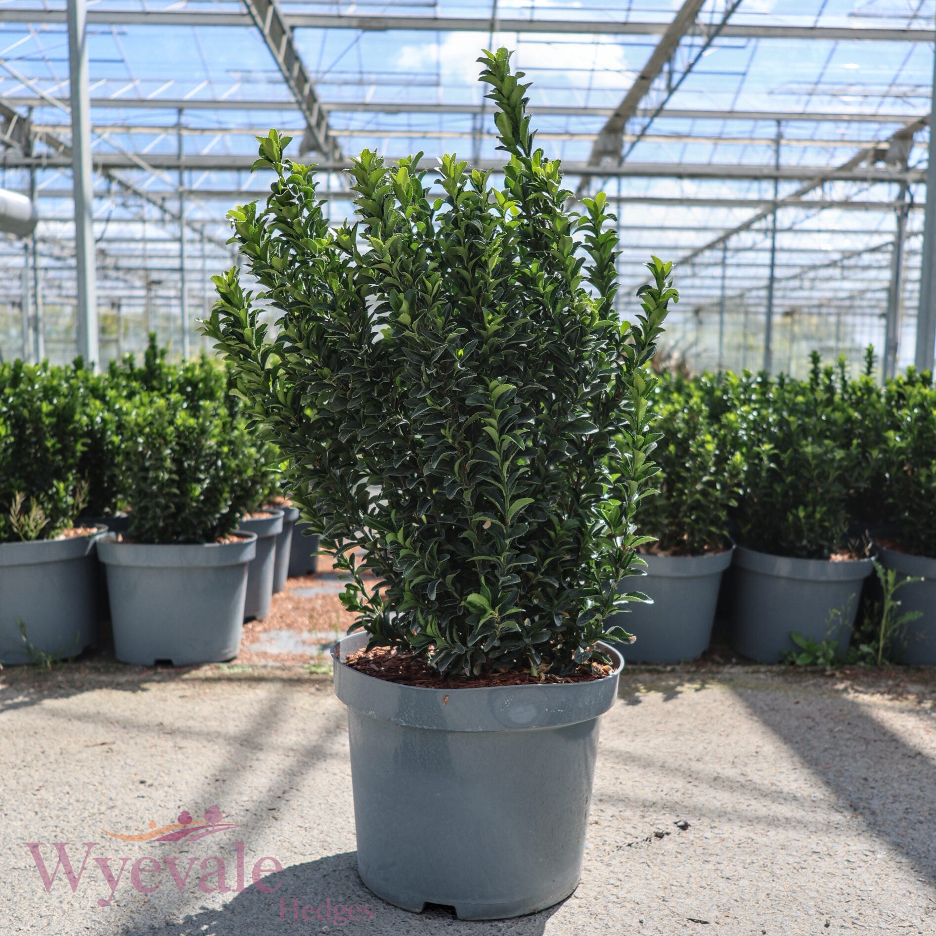 Euonymus japonicus (Japanese Spindle) 'Green Spire'