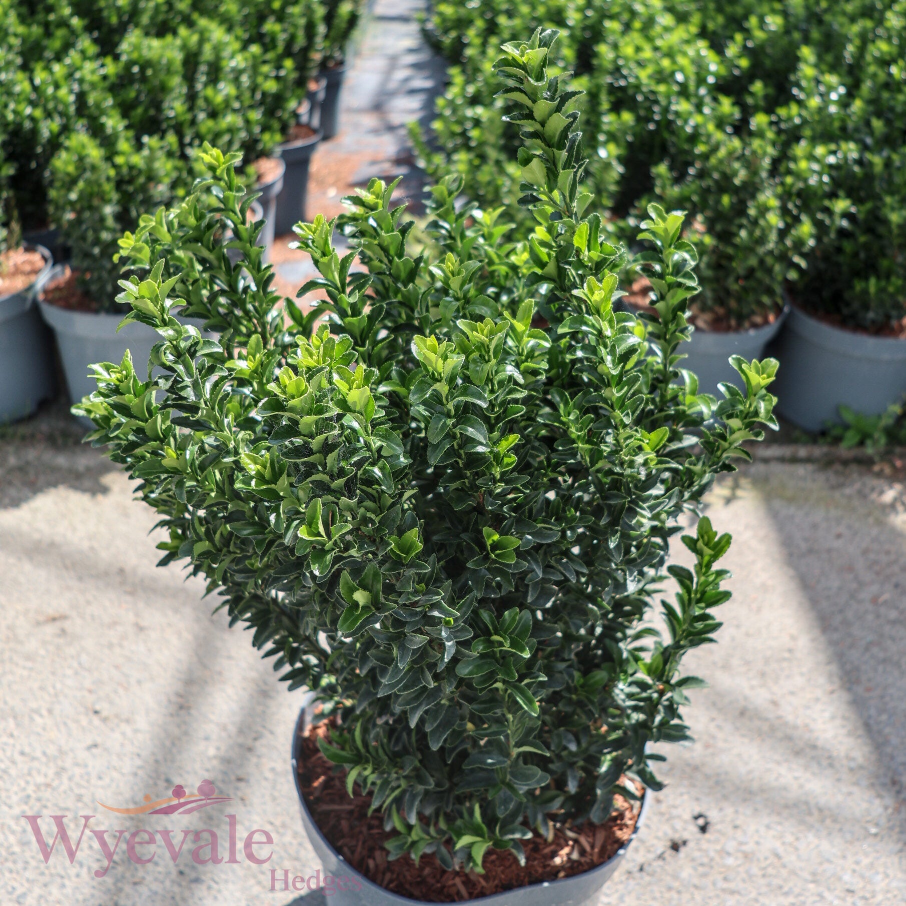 Euonymus japonicus (Japanese Spindle) 'Green Spire'