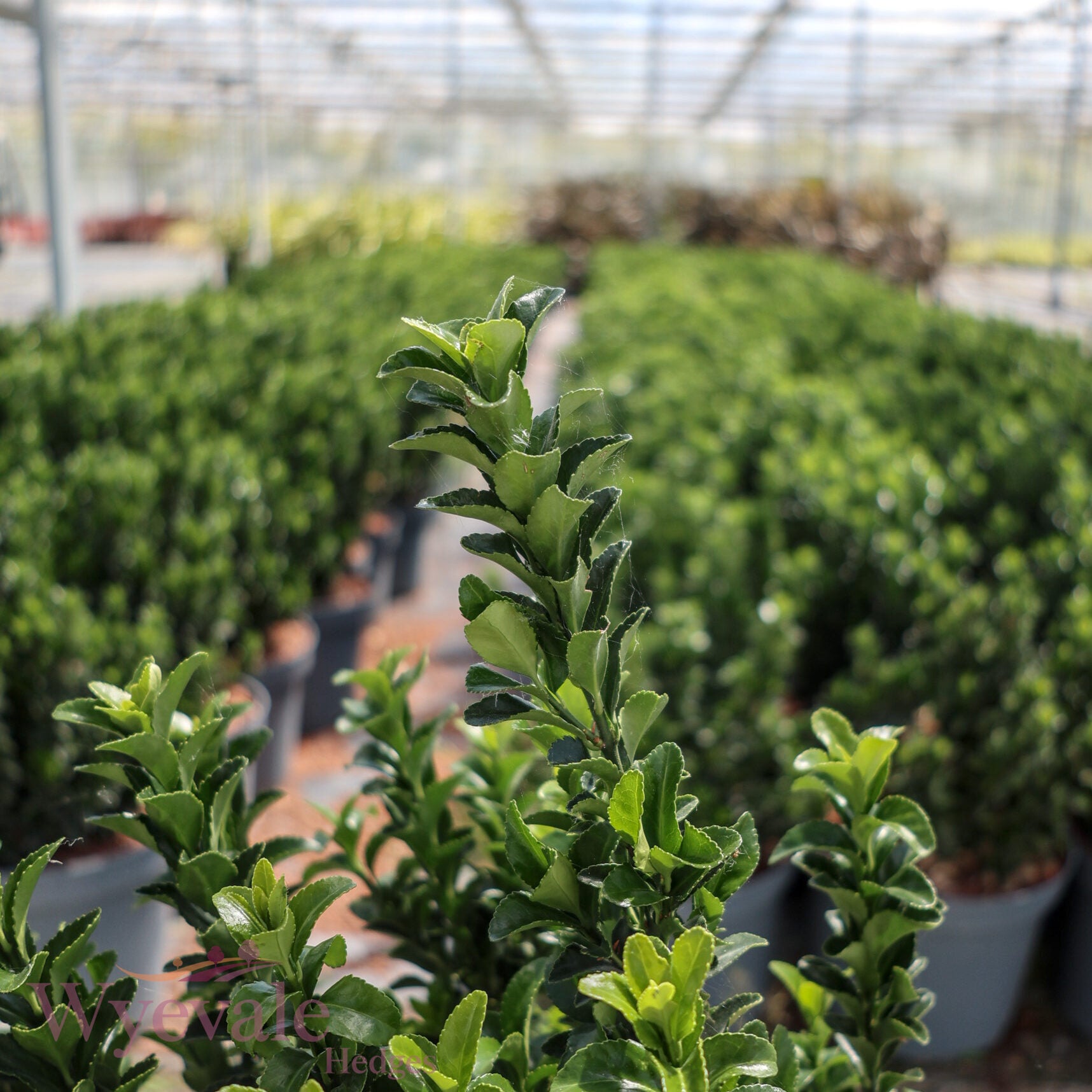 Euonymus japonicus (Japanese Spindle) 'Green Spire'