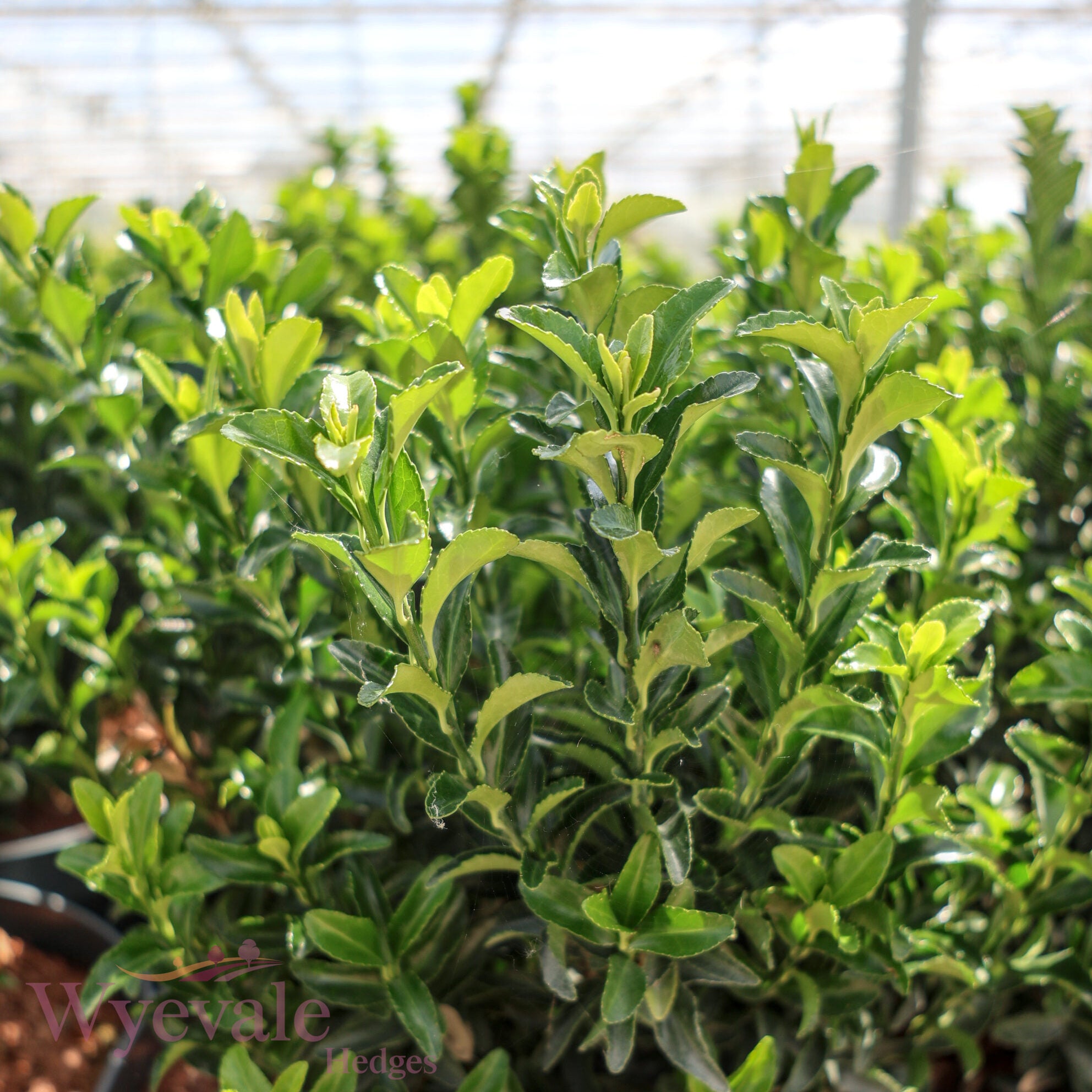 Euonymus japonicus (Japanese Spindle) 'Green Spire'