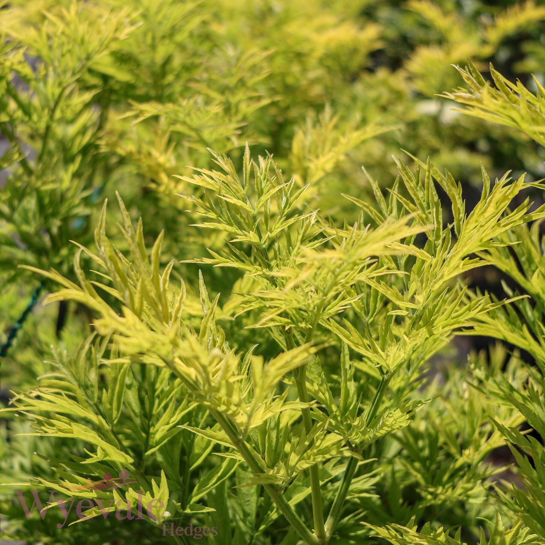 Sambucus nigra (Golden Tower Elder) 'Golden Tower'