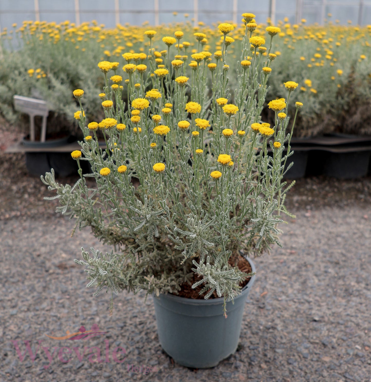 Santolina chamaecyparissus (Cotton lavender)