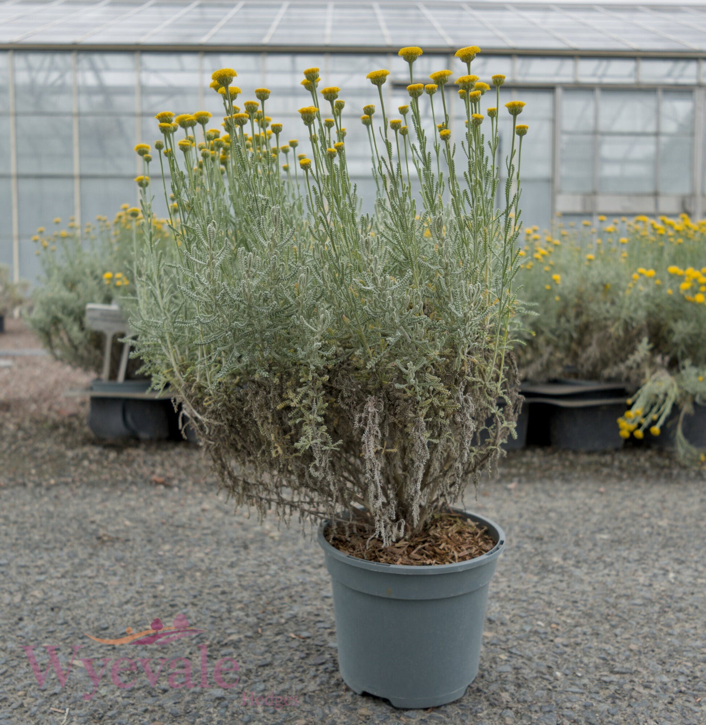 Santolina chamaecyparissus (Cotton lavender)