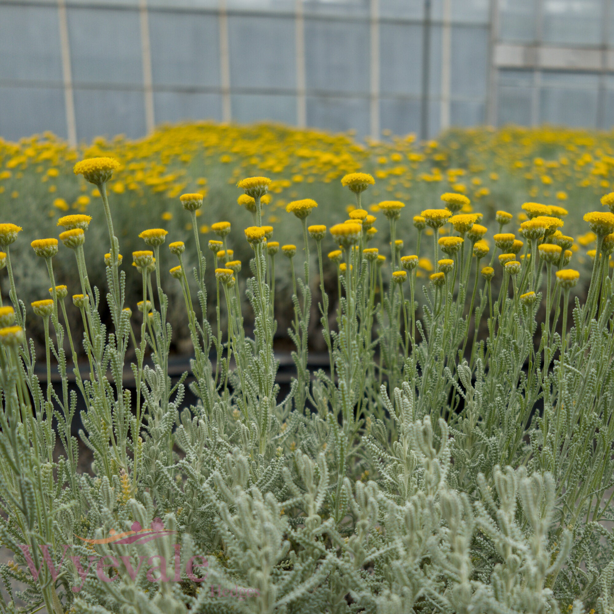 Santolina chamaecyparissus (Cotton lavender)