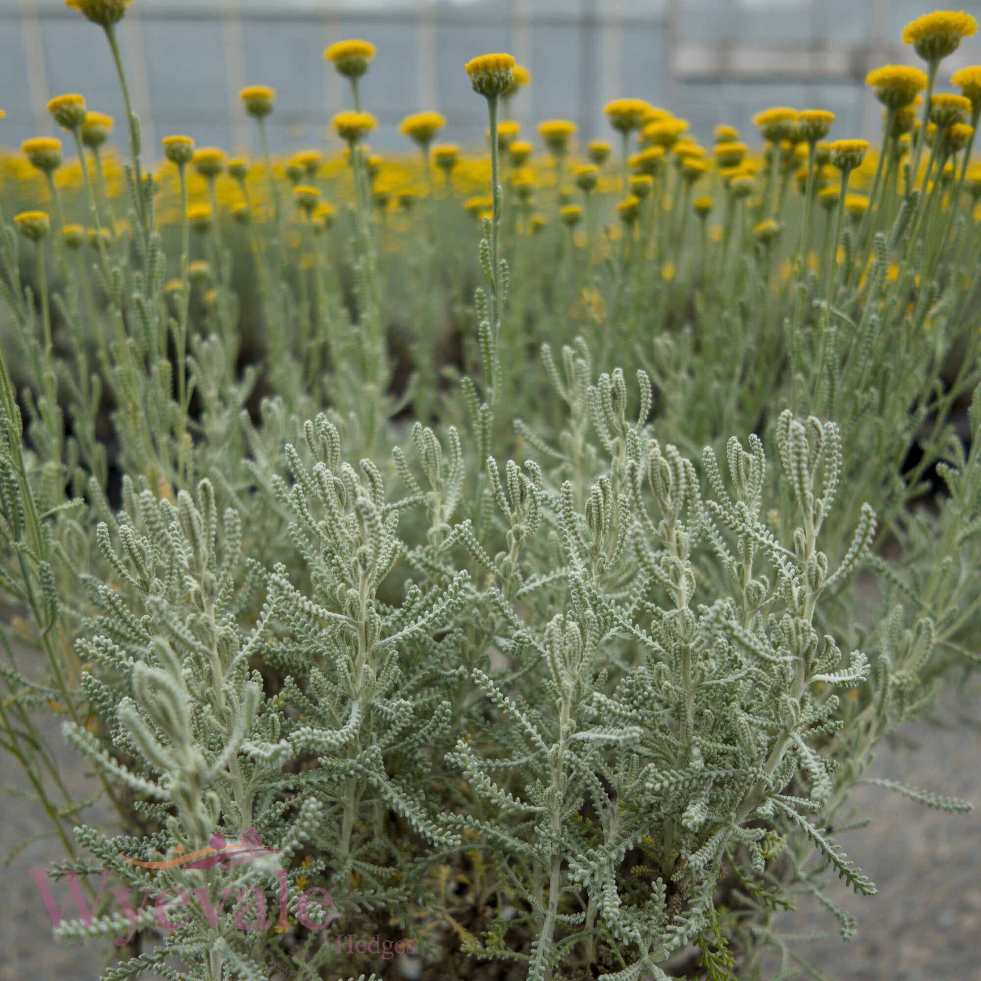Santolina chamaecyparissus (Cotton lavender)